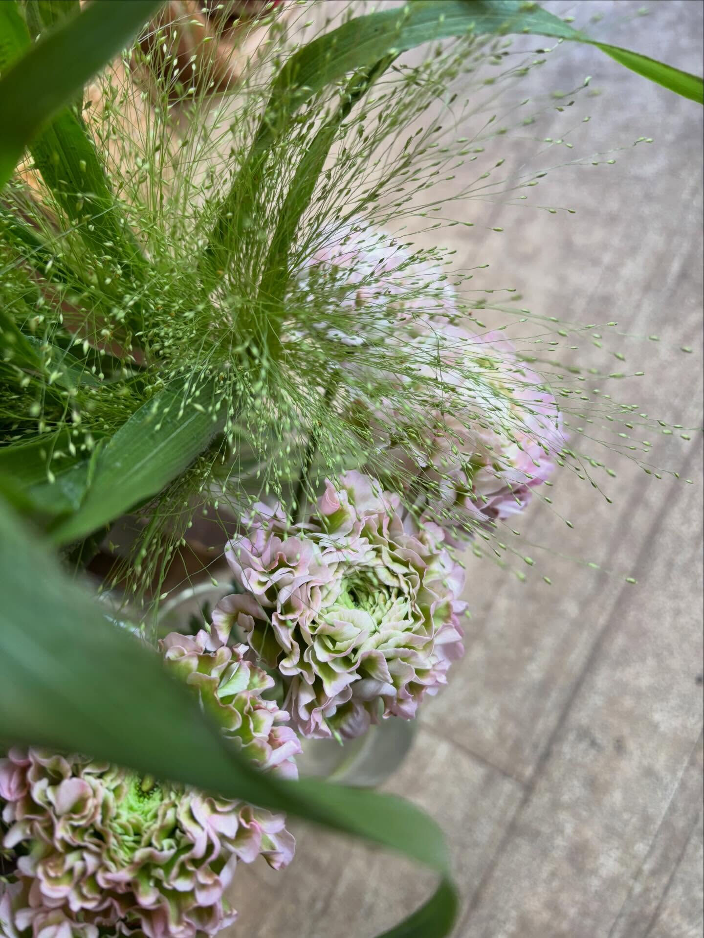 今日の鉢もの入荷のお知らせ 🌿