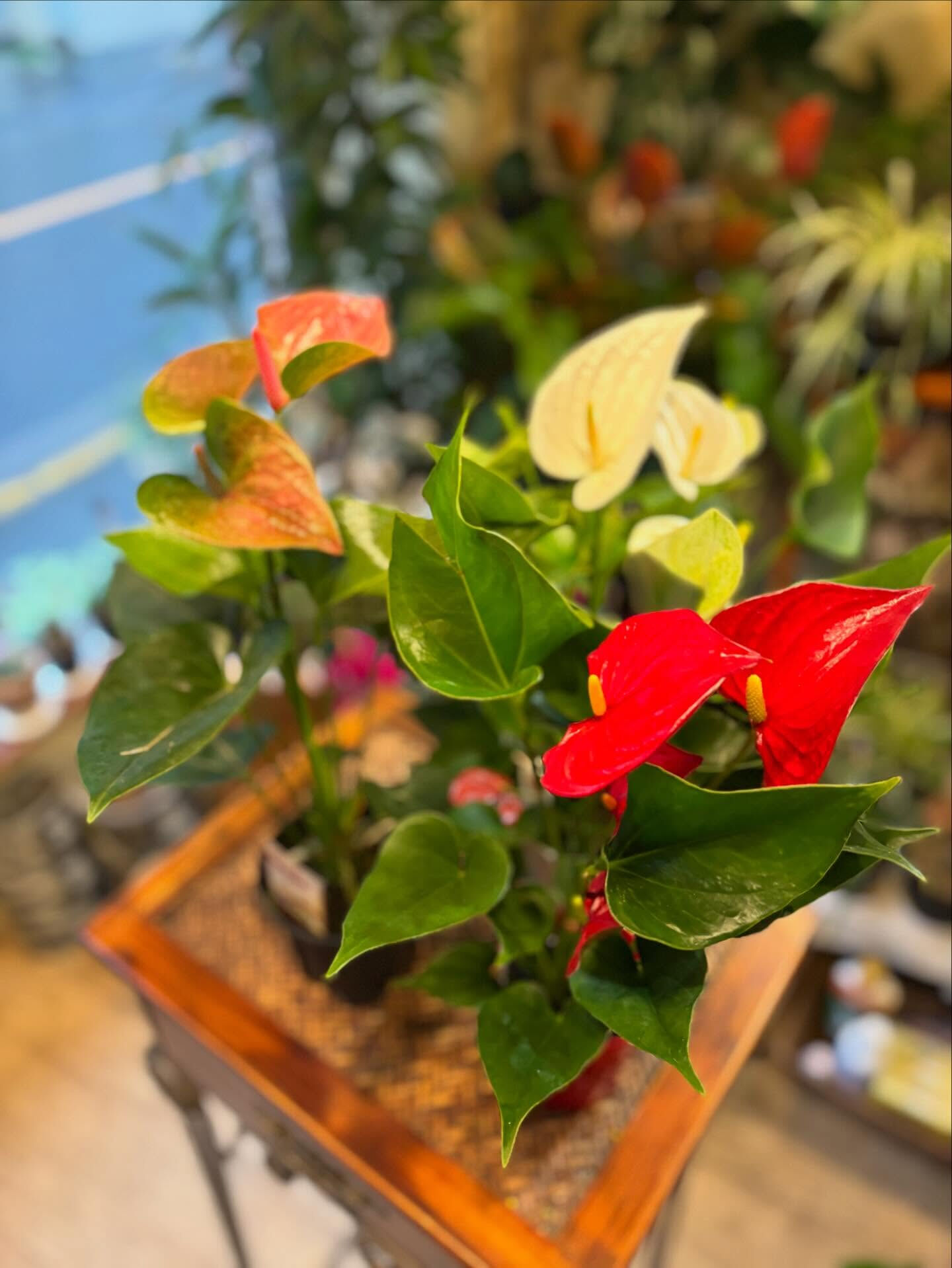 今日の鉢もの、少しだけご紹介 🌿