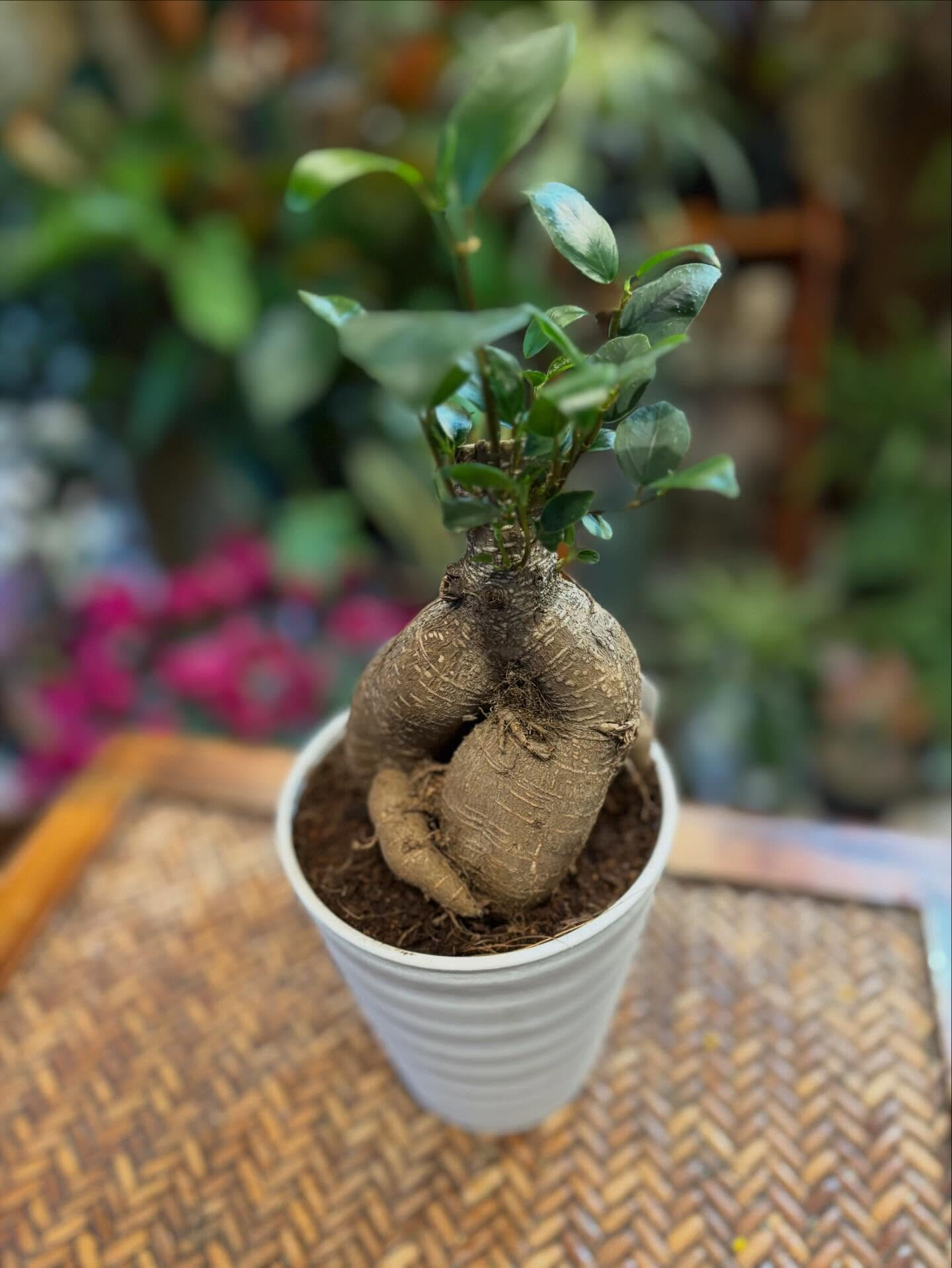 今日の鉢もの、少しだけご紹介 🌿