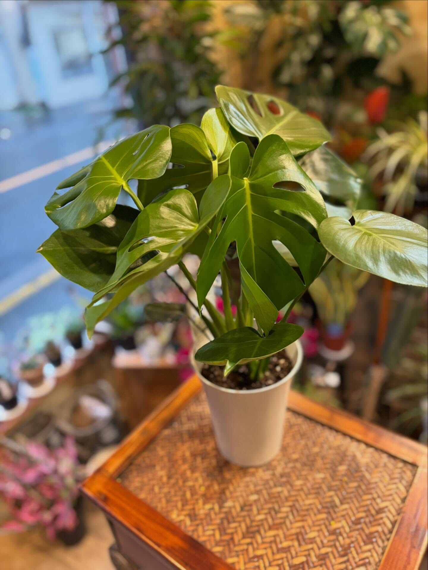 今日の鉢もの、少しだけご紹介 🌿