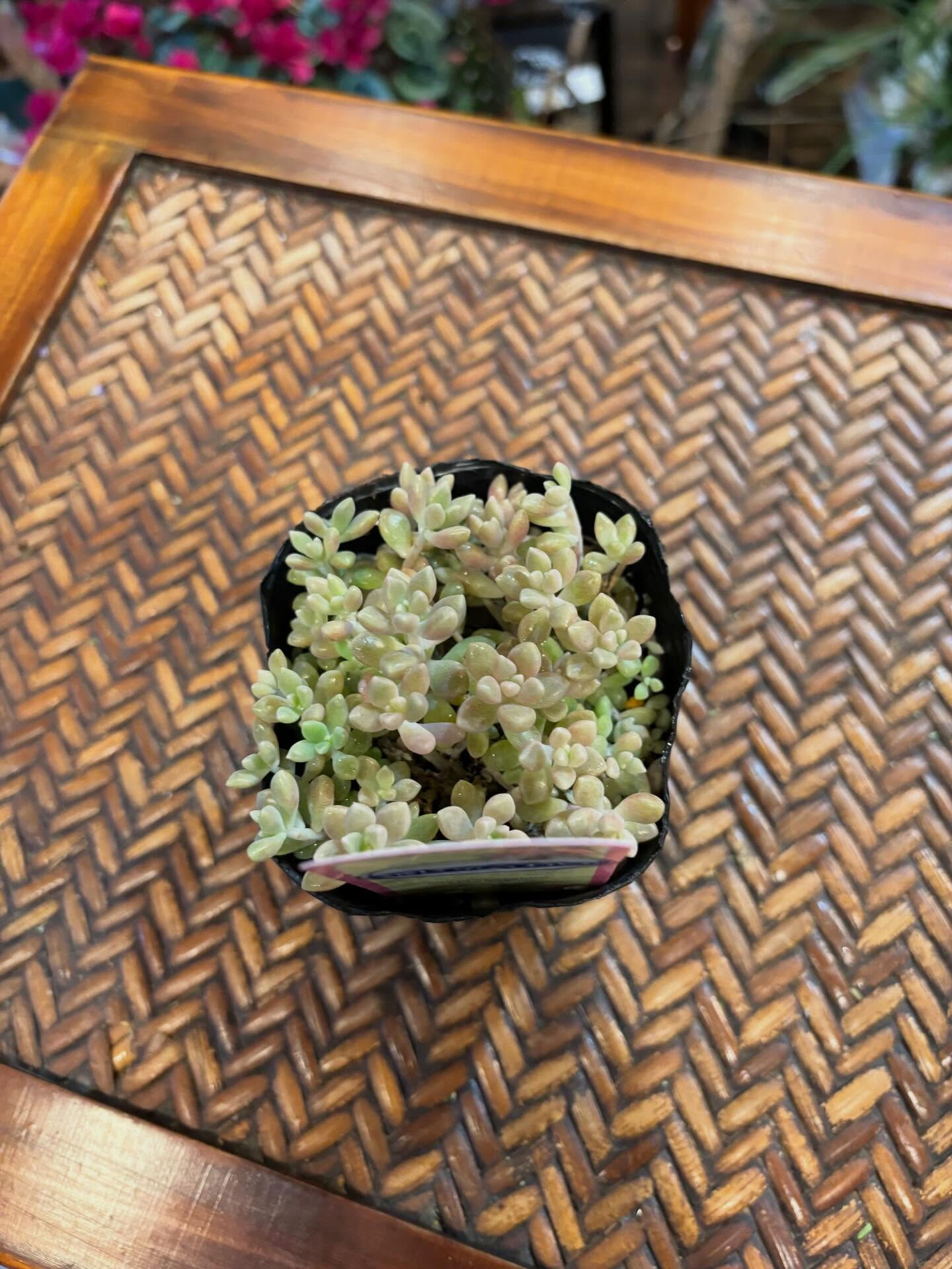 今日の鉢もの、少しだけご紹介 🌿
