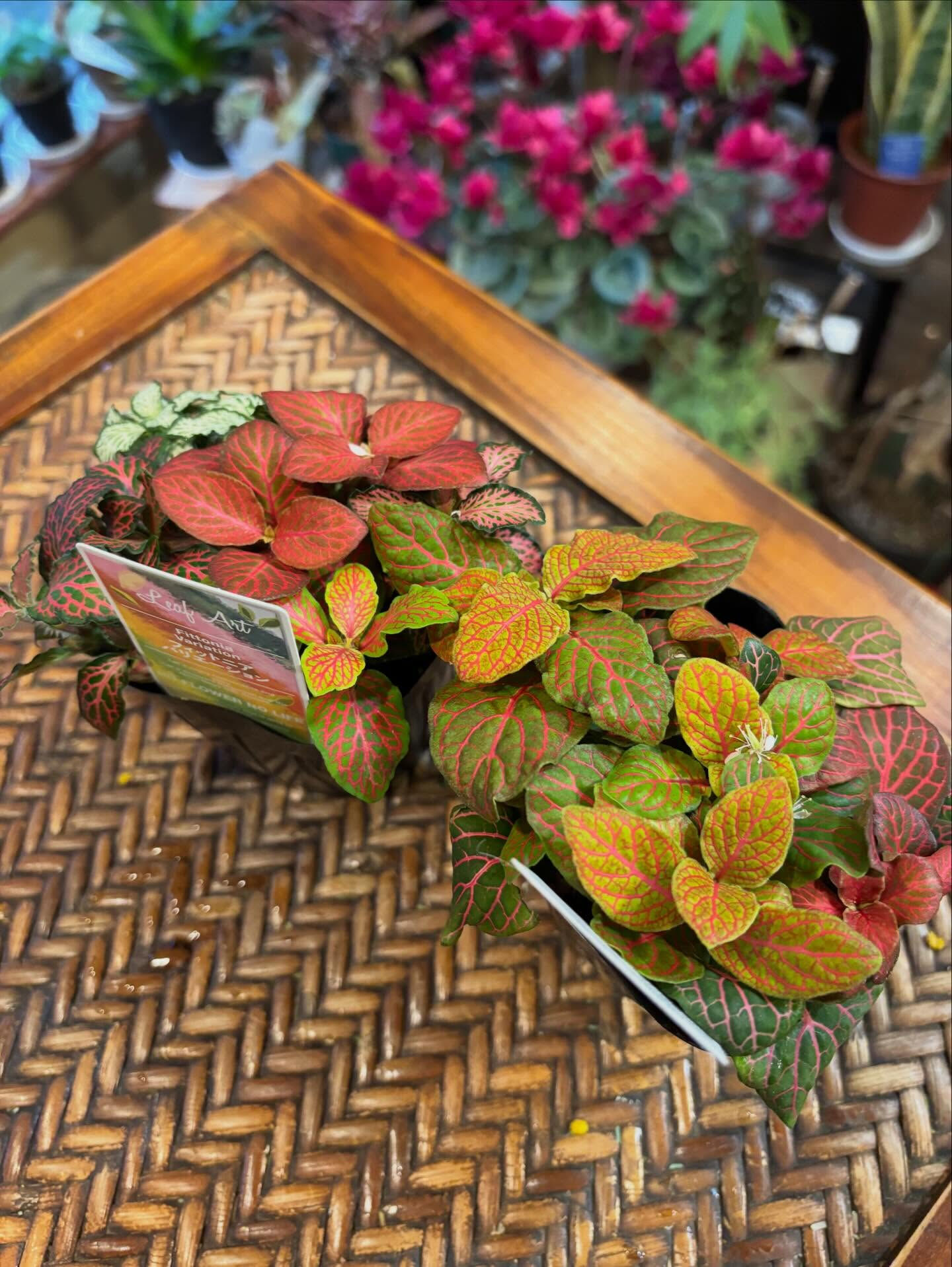 今日の鉢もの、少しだけご紹介 🌿