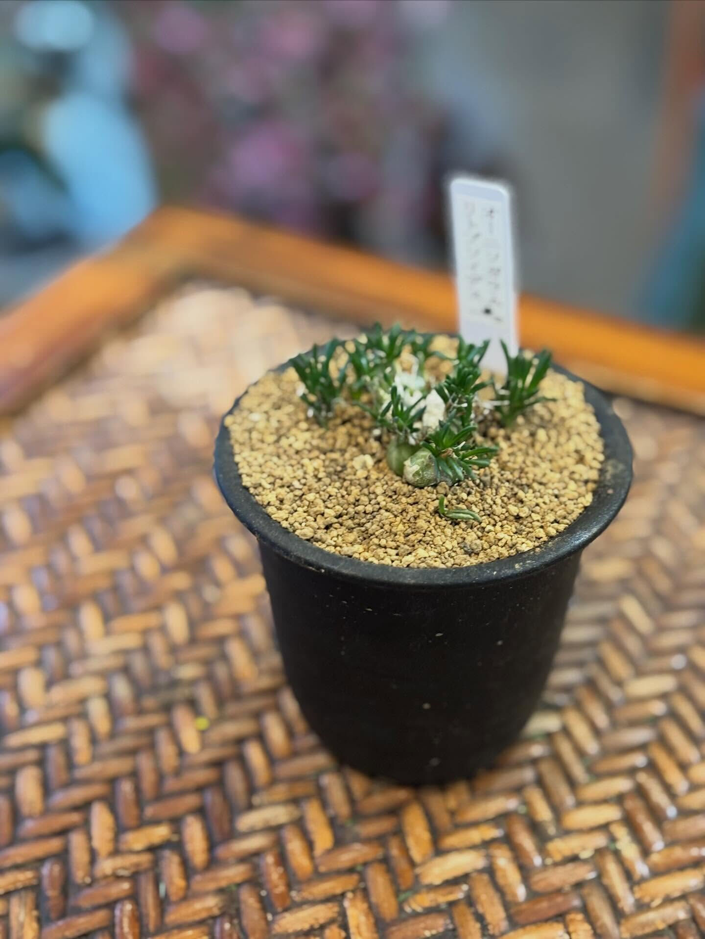 ちょっと個性的で、ミニマムだけど存在感のある多肉植物が入りま