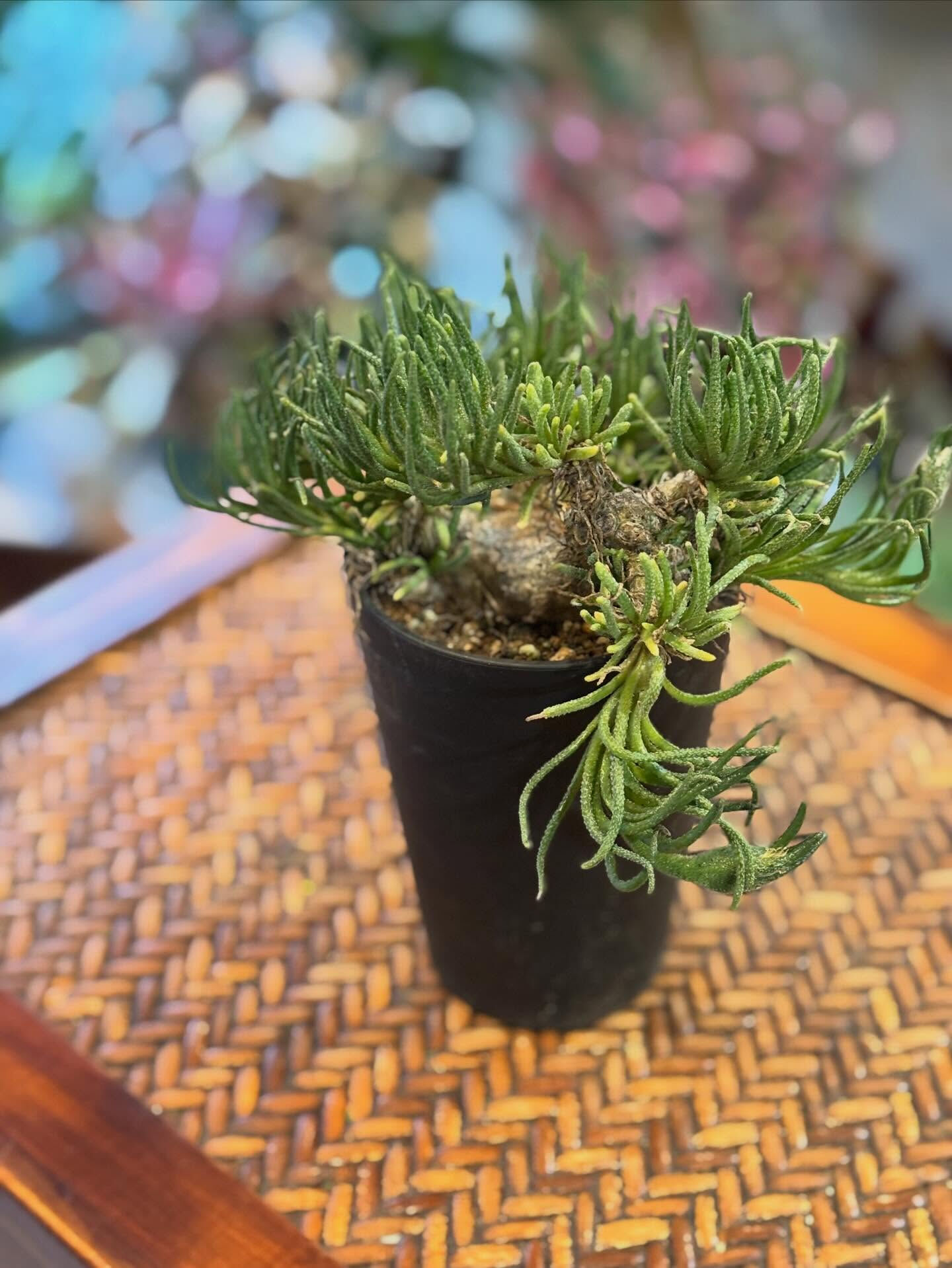 ちょっと個性的で、ミニマムだけど存在感のある多肉植物が入りま
