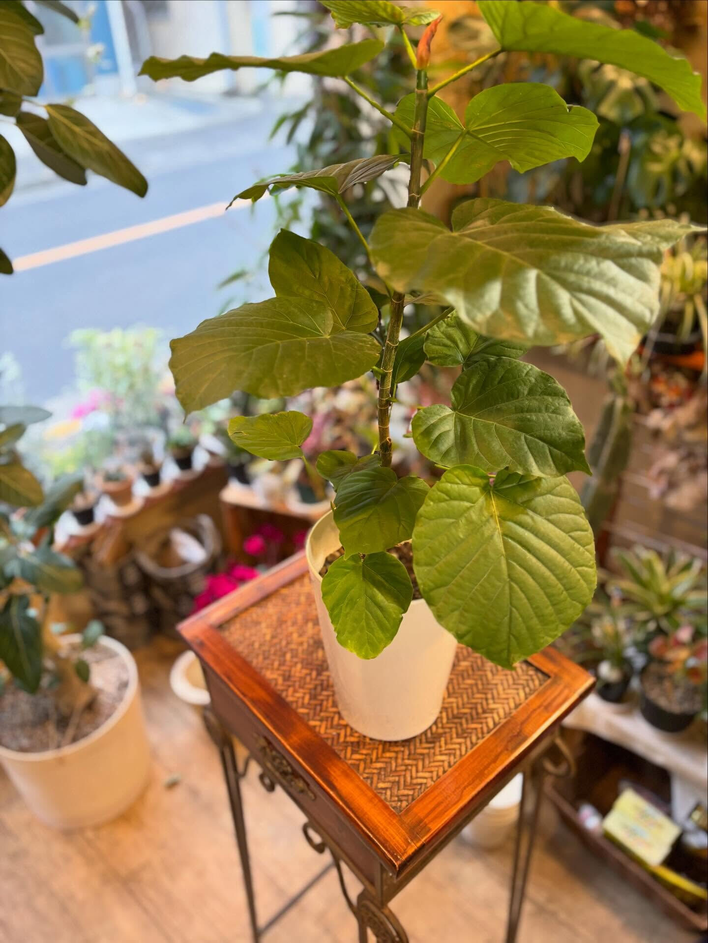 ちょっと個性的で、ミニマムだけど存在感のある多肉植物が入りま