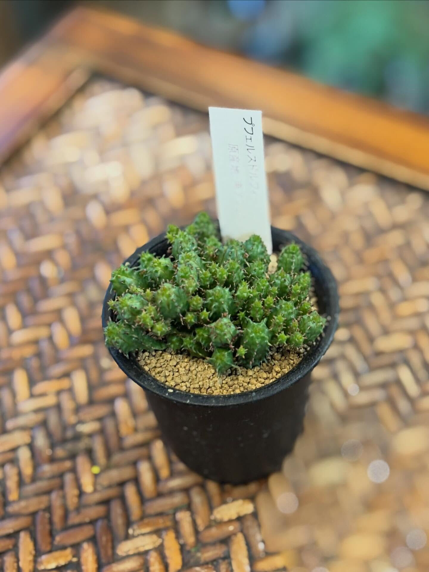 ちょっと個性的で、ミニマムだけど存在感のある多肉植物が入りま