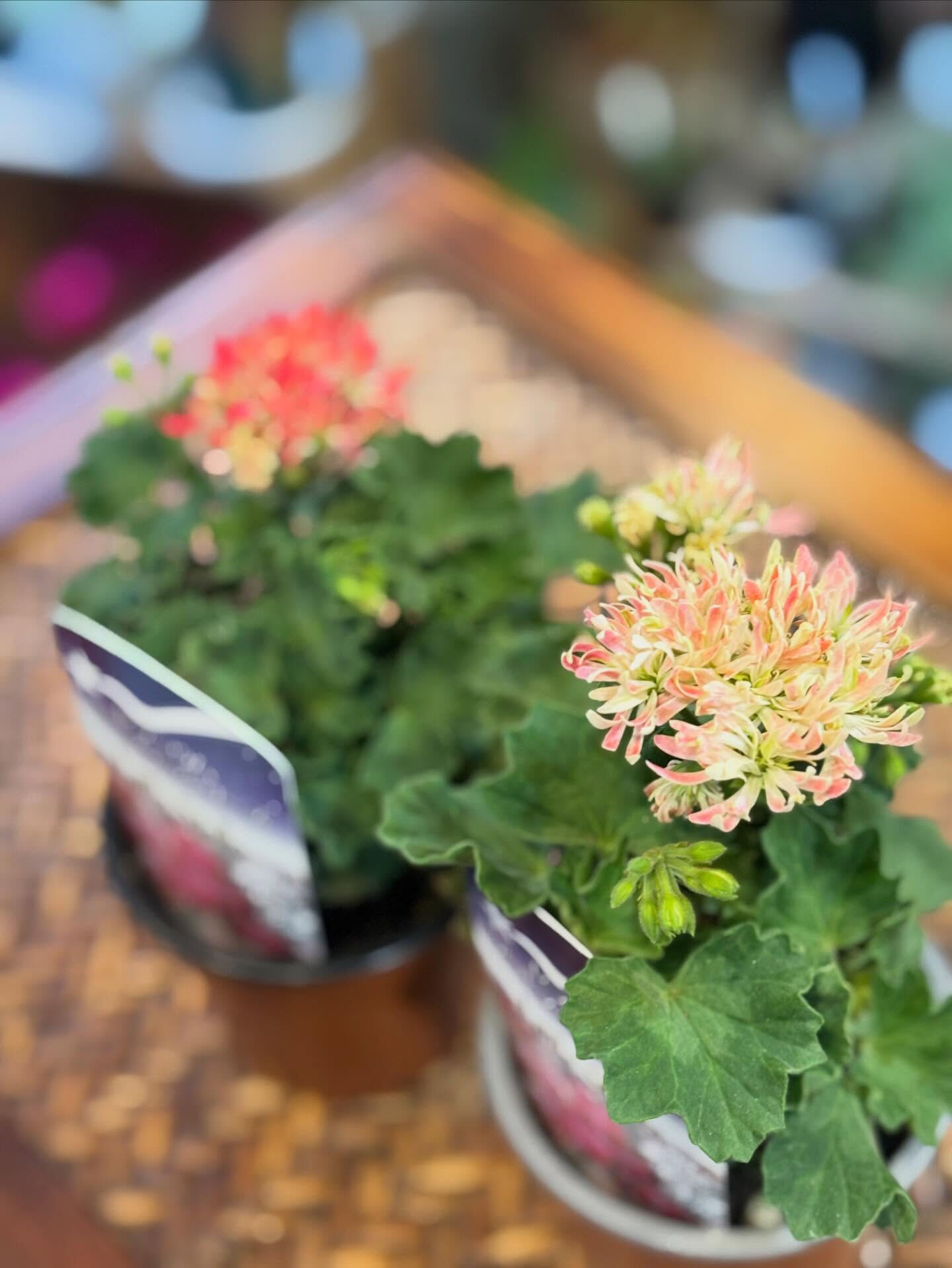 ちょっと個性的で、ミニマムだけど存在感のある多肉植物が入りま