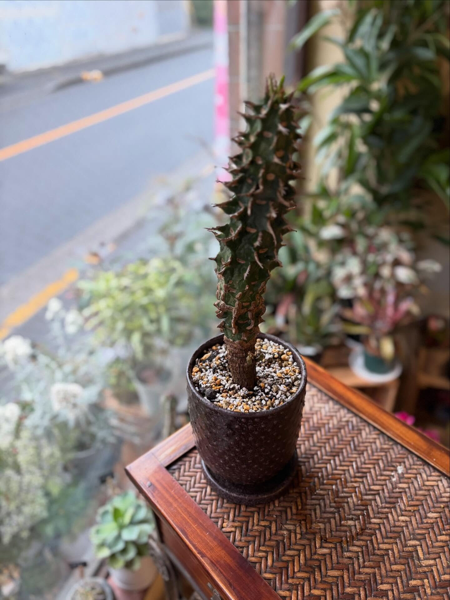 【今週のおすすめの鉢】