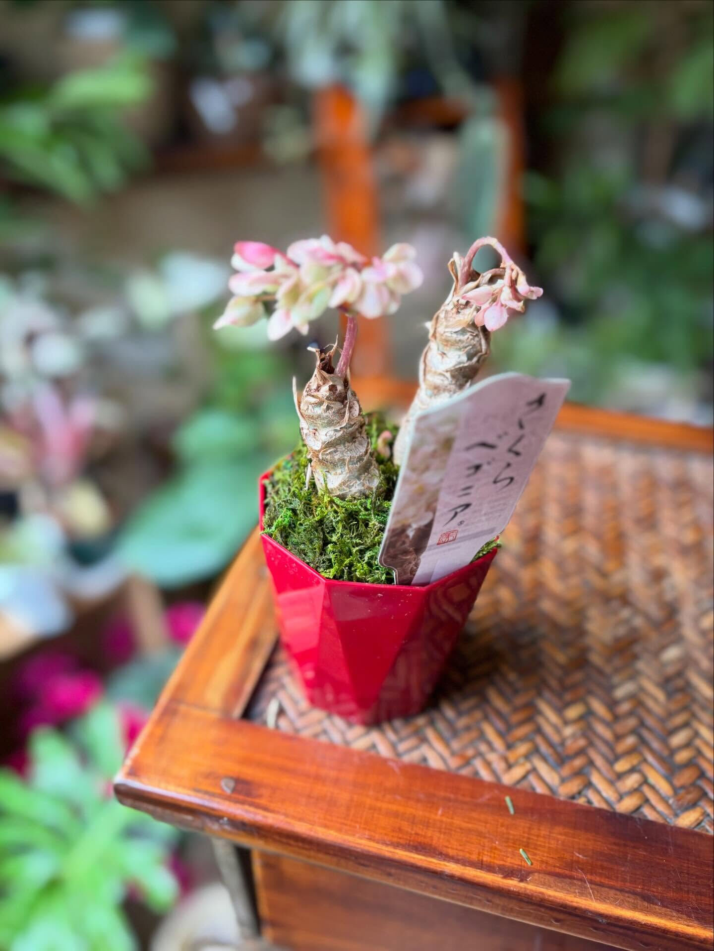 【今週のおすすめの鉢】