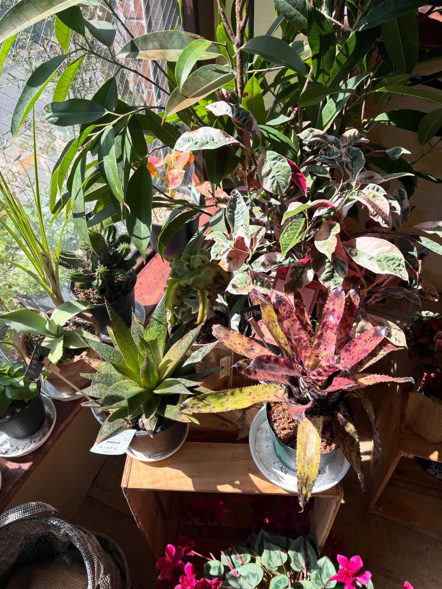 本日のお持ち帰りアイテム、いろいろあります 🌿