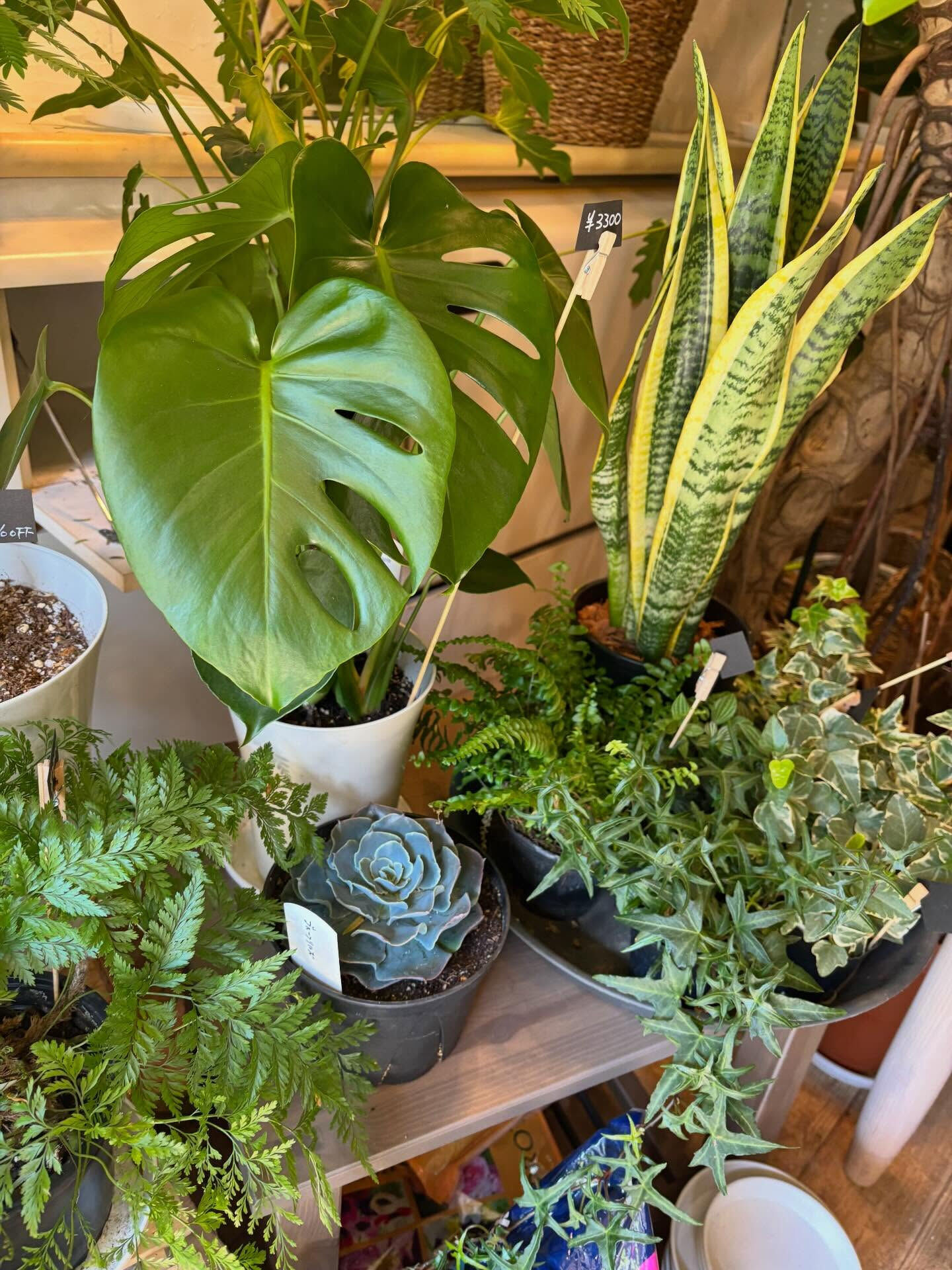 本日のお持ち帰りアイテム、いろいろあります 🌿
