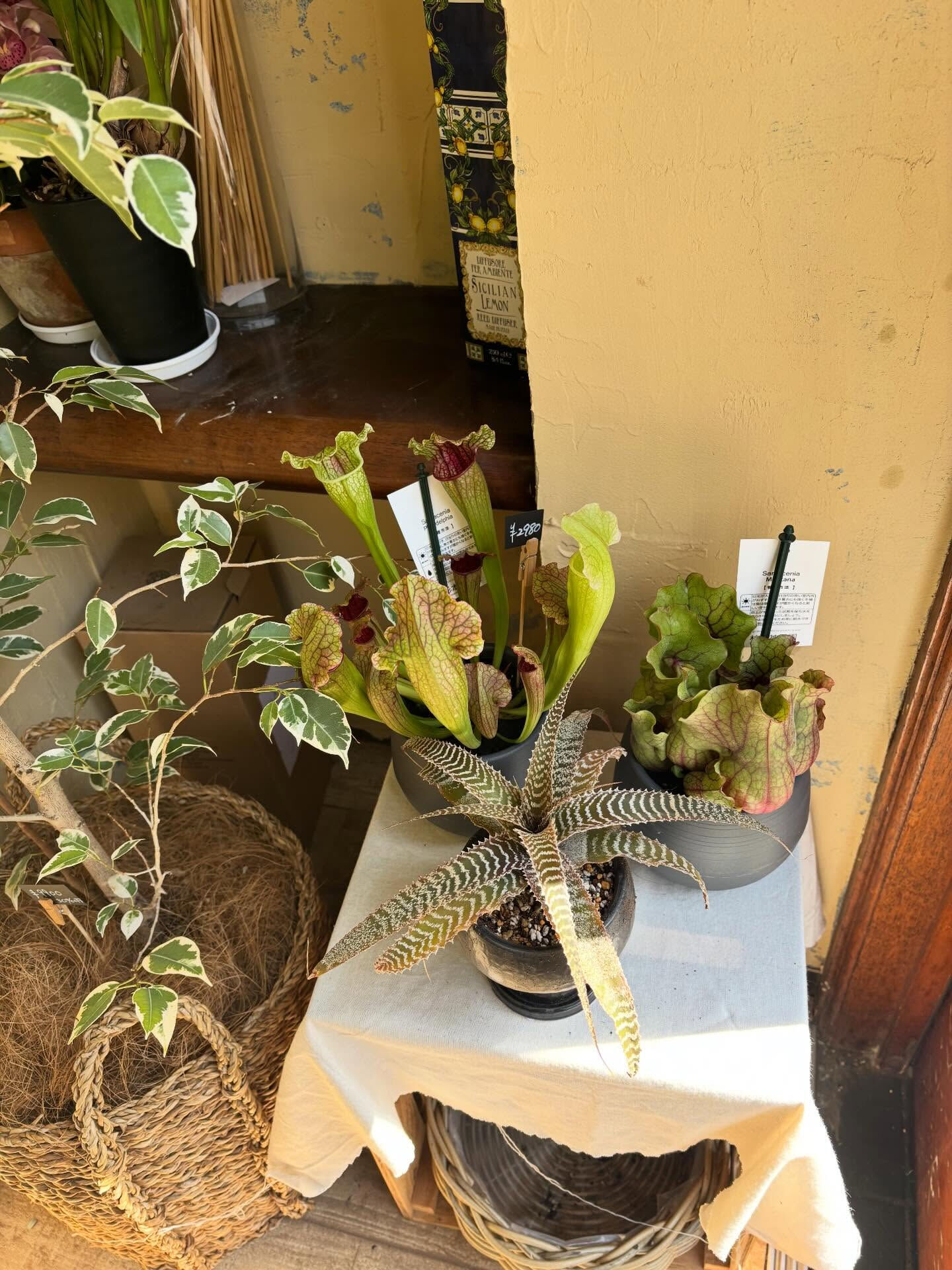 本日のお持ち帰りアイテム、いろいろあります 🌿