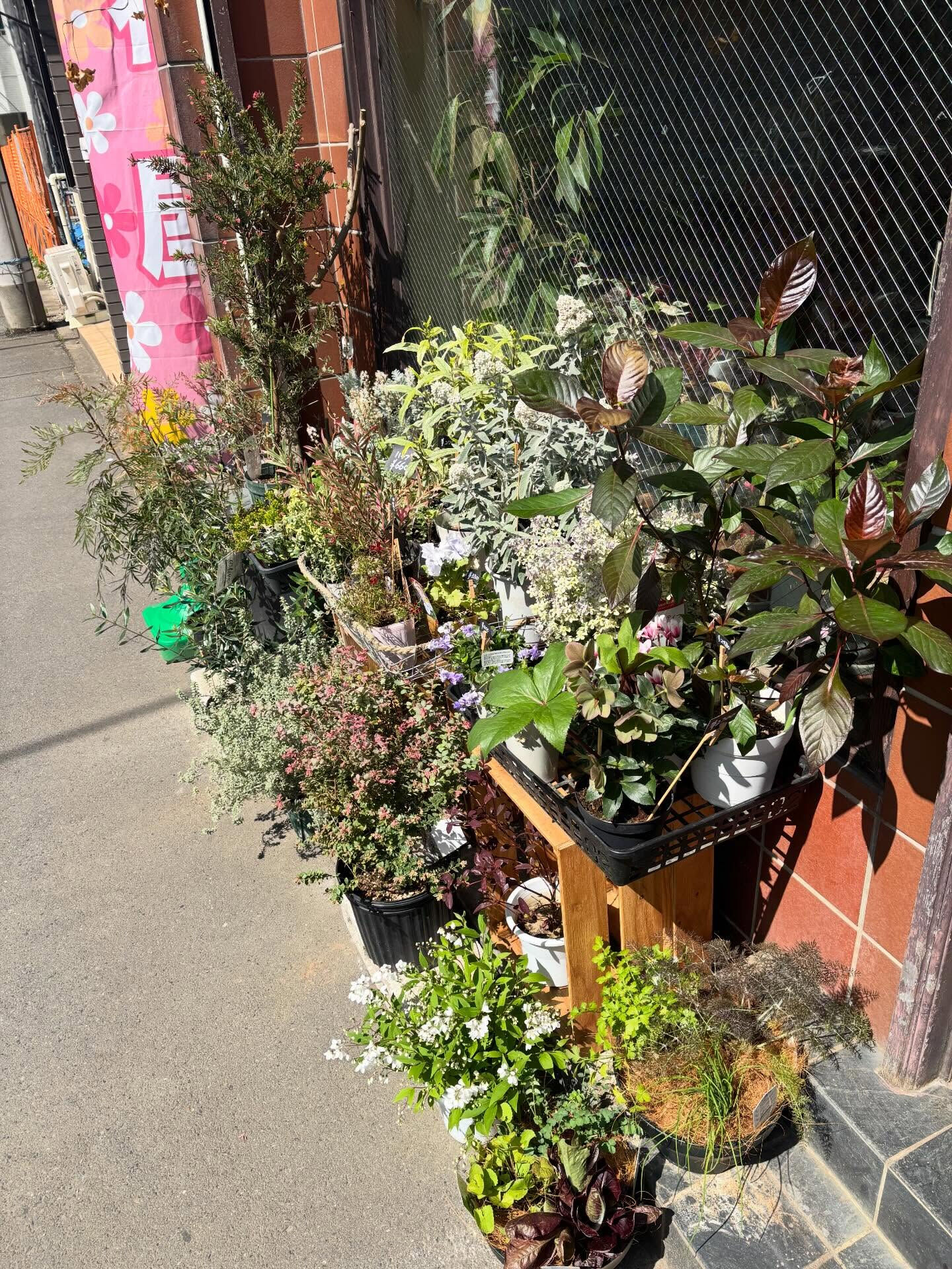 本日のお持ち帰りアイテム、いろいろあります 🌿