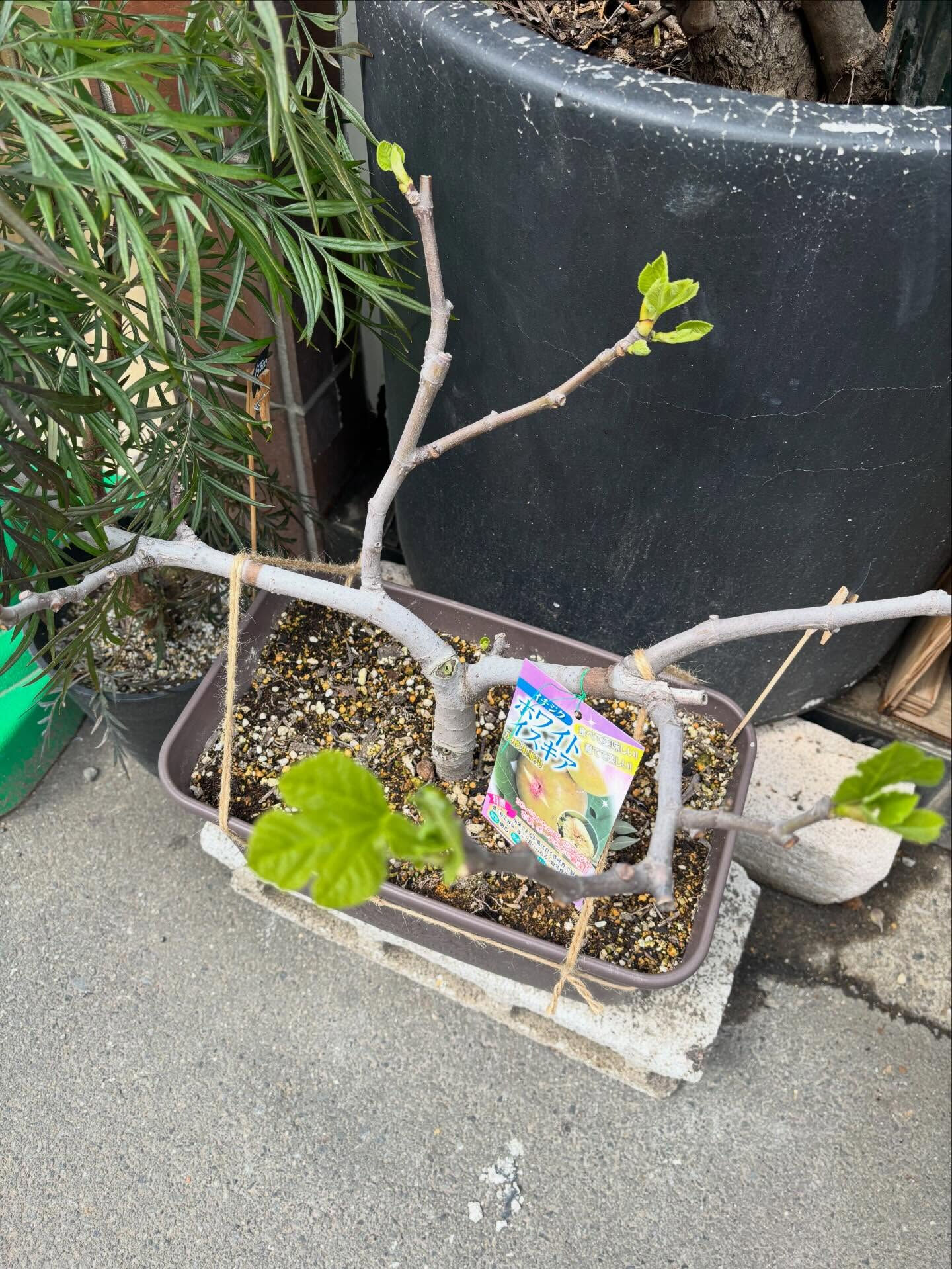 🌸 今週のおすすめのお花