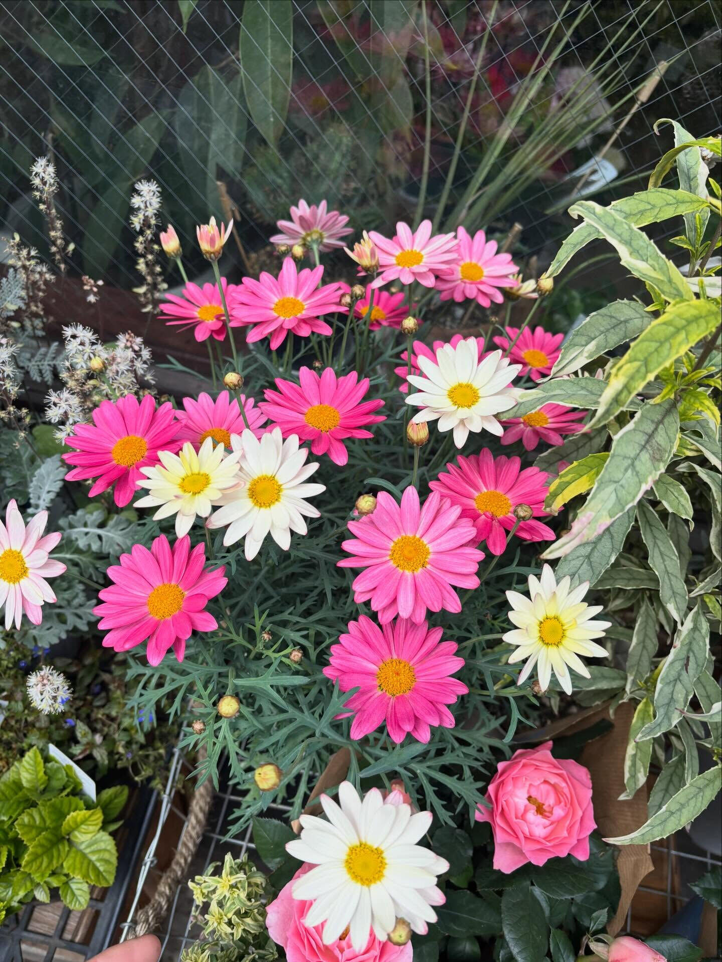 🌸 今週のおすすめのお花