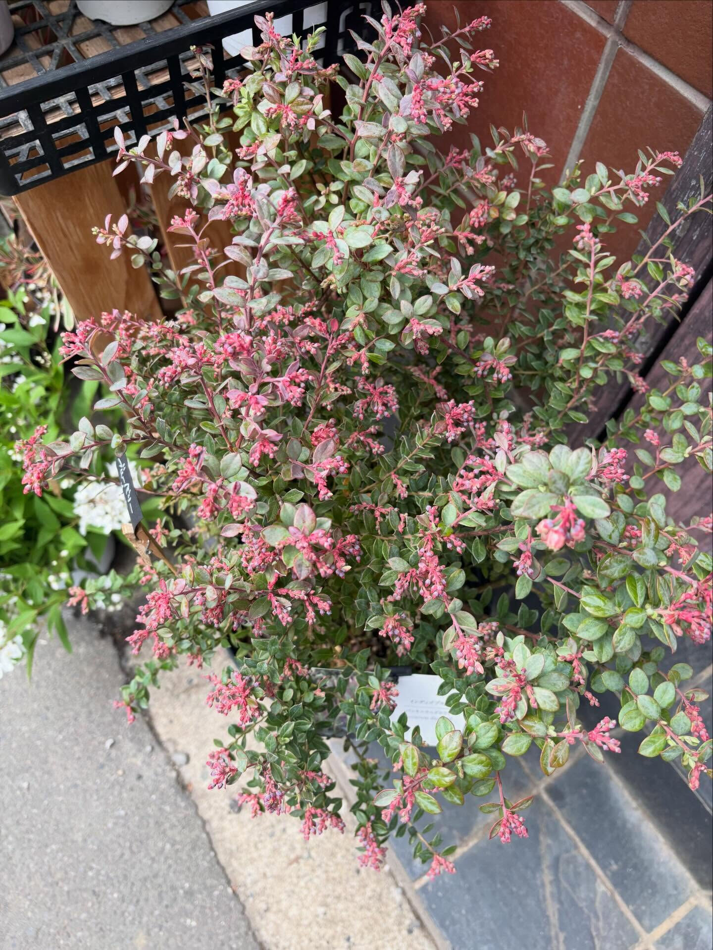 🌸 今週のおすすめのお花