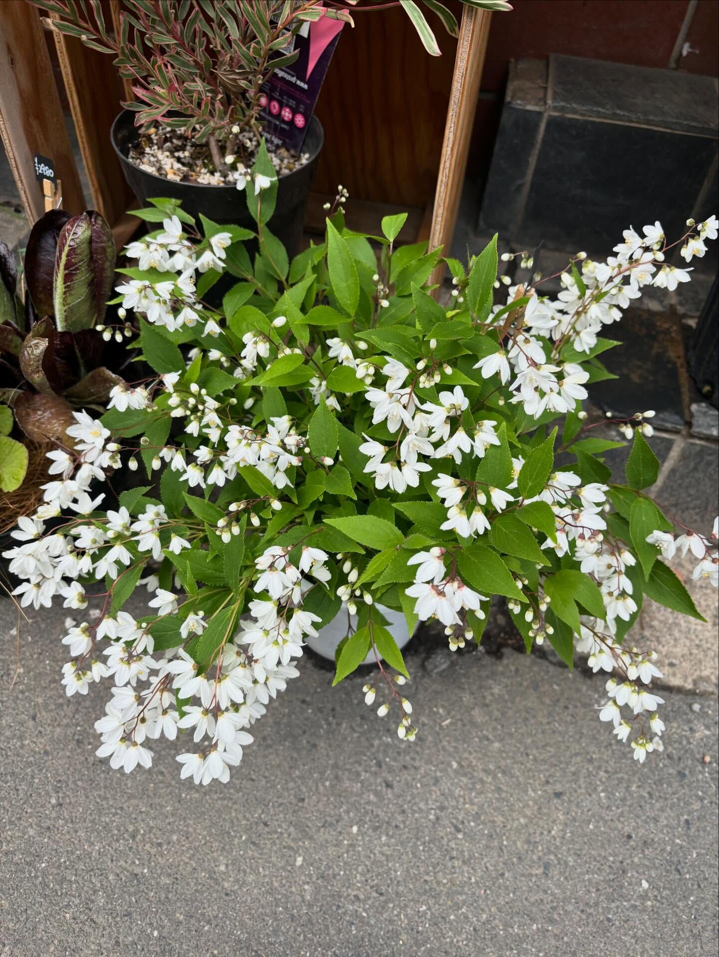 🌸 今週のおすすめのお花