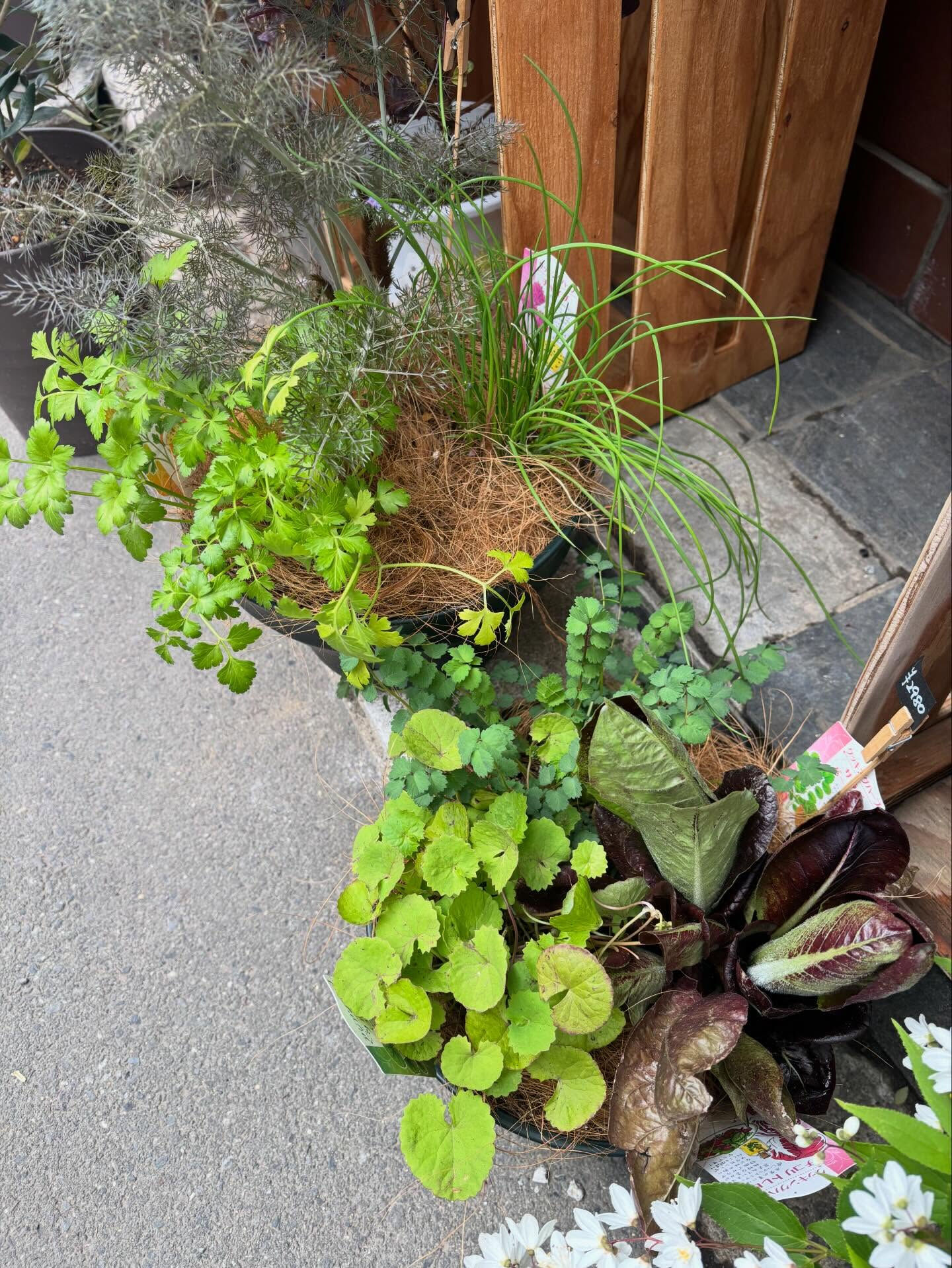 🌸 今週のおすすめのお花