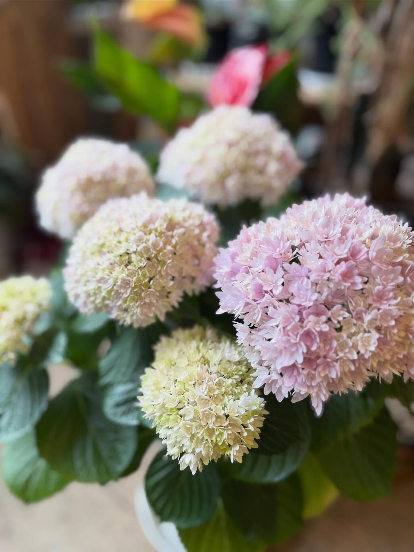 🌸 今週のおすすめのお花