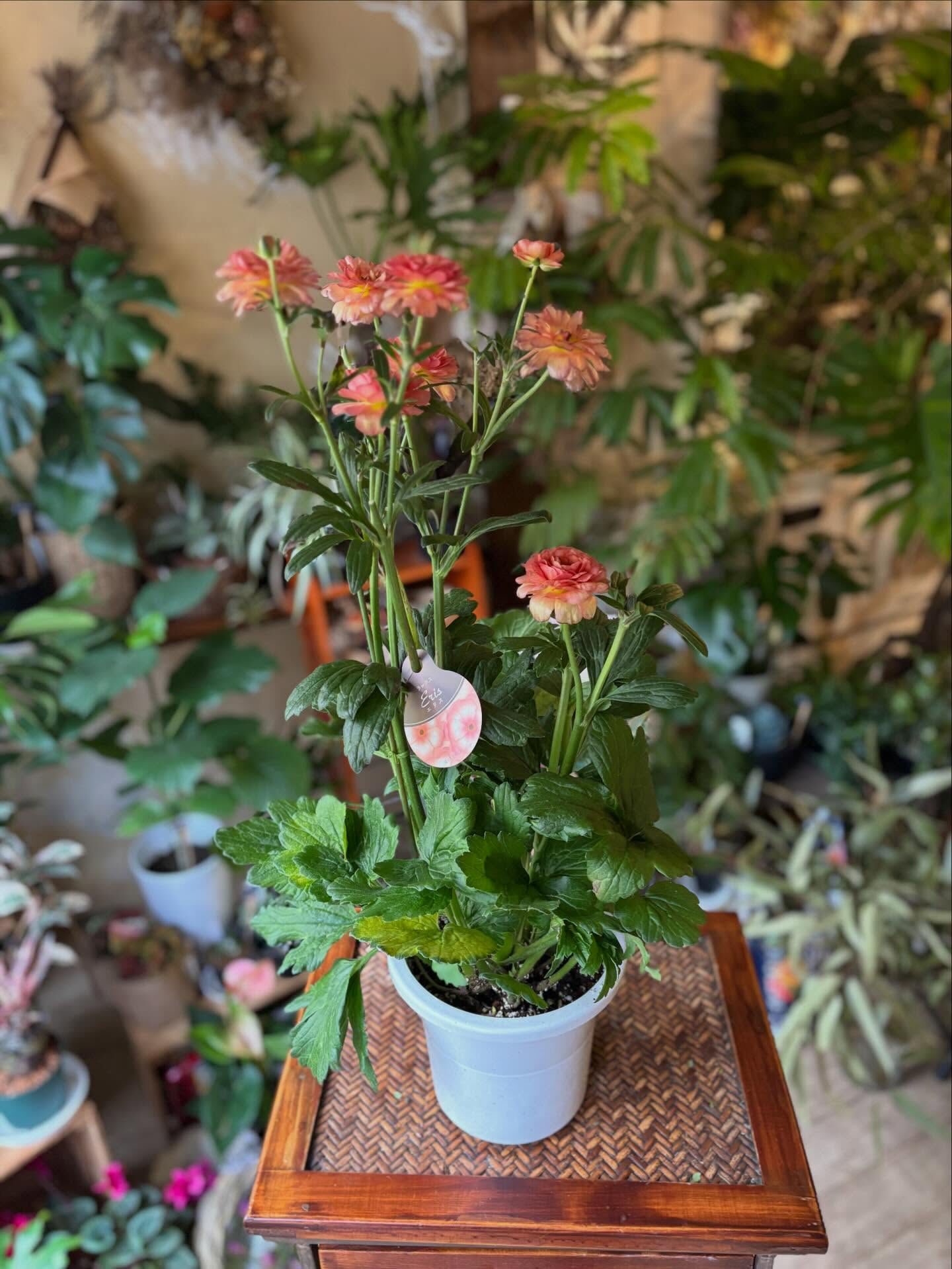 🌸 先週のご注文より