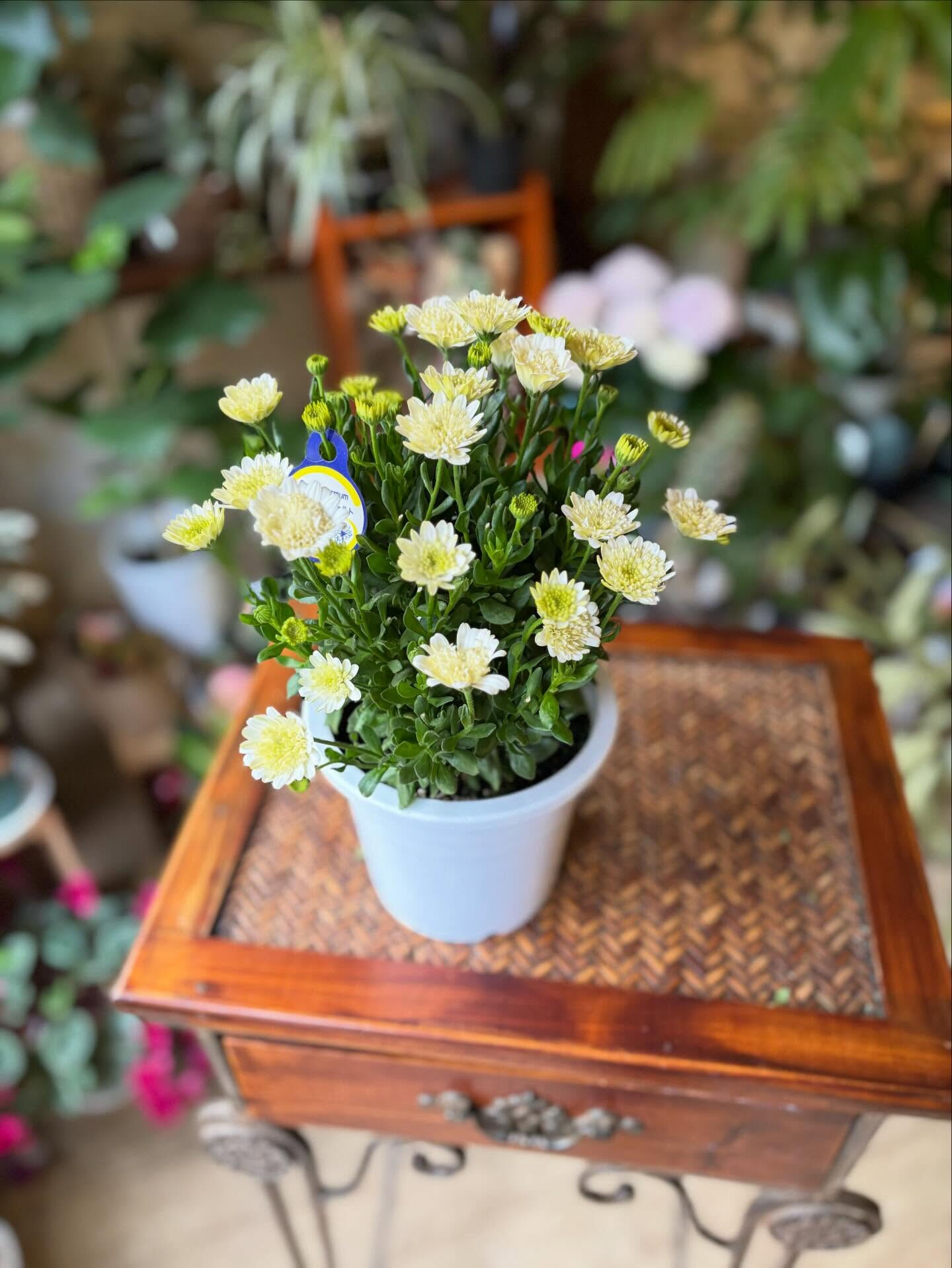 🌸 先週のご注文より