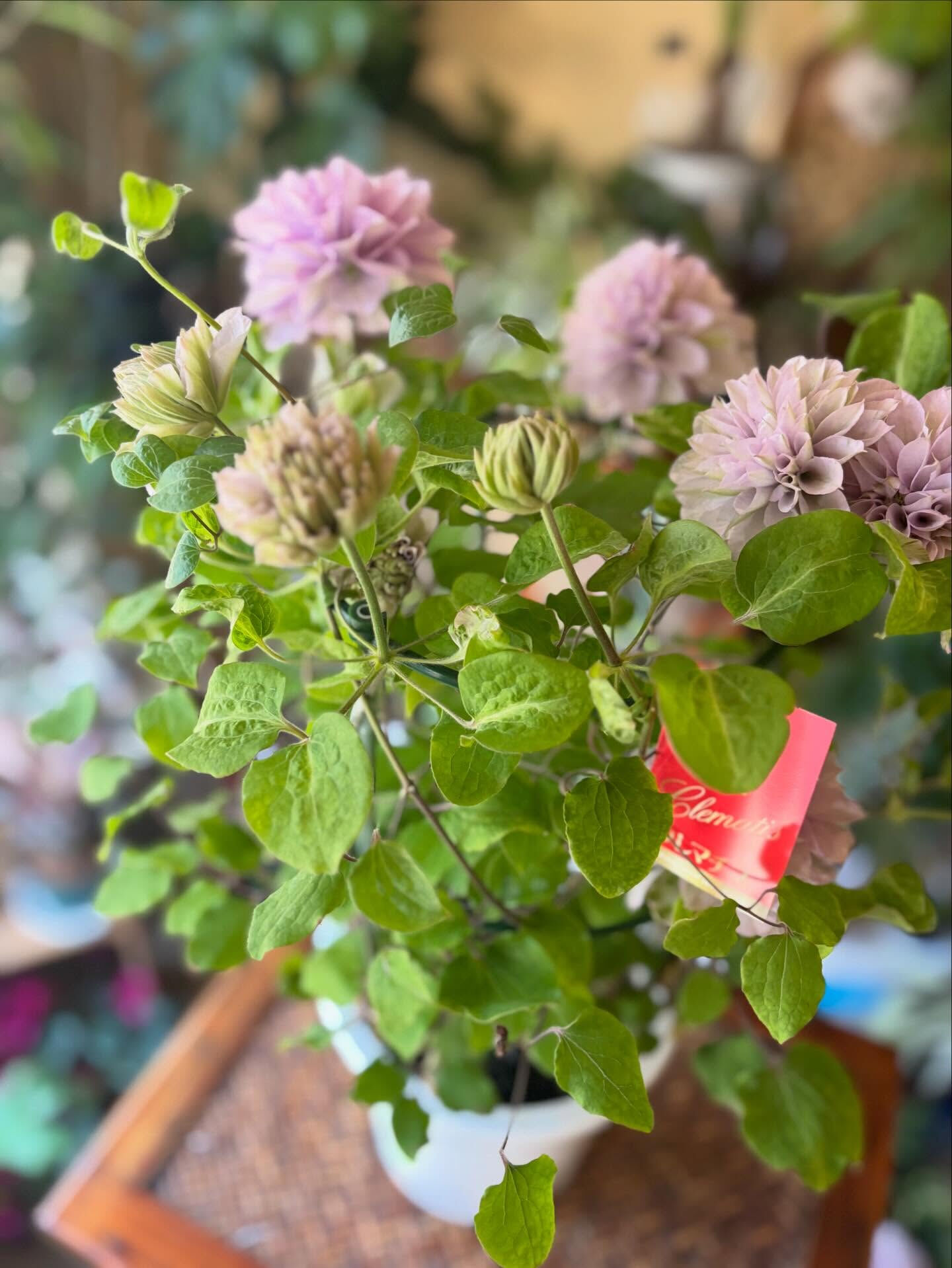 春のお花がゆっくりと季節の終わりに向かっていくこの頃、