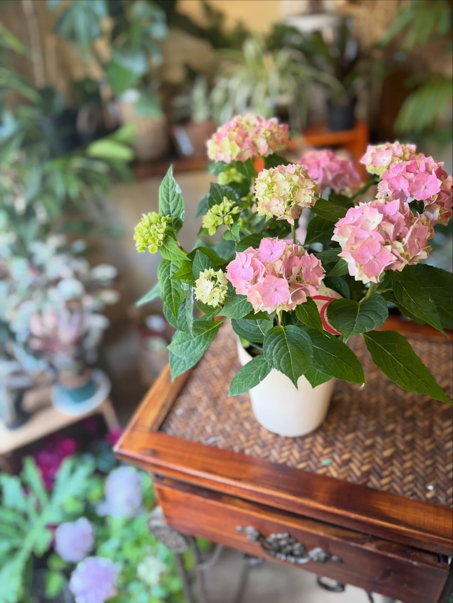 春のお花がゆっくりと季節の終わりに向かっていくこの頃、