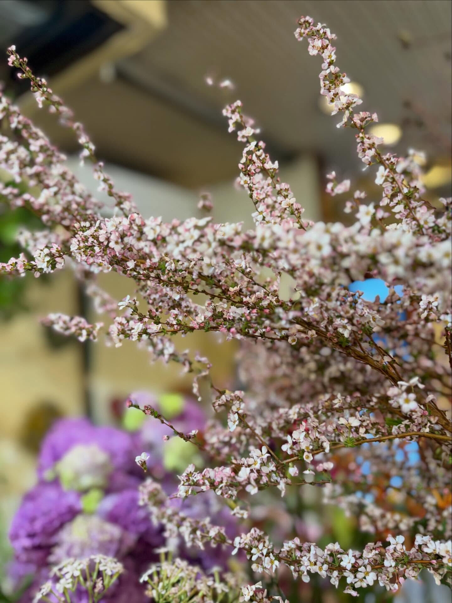 春のお花がゆっくりと季節の終わりに向かっていくこの頃、