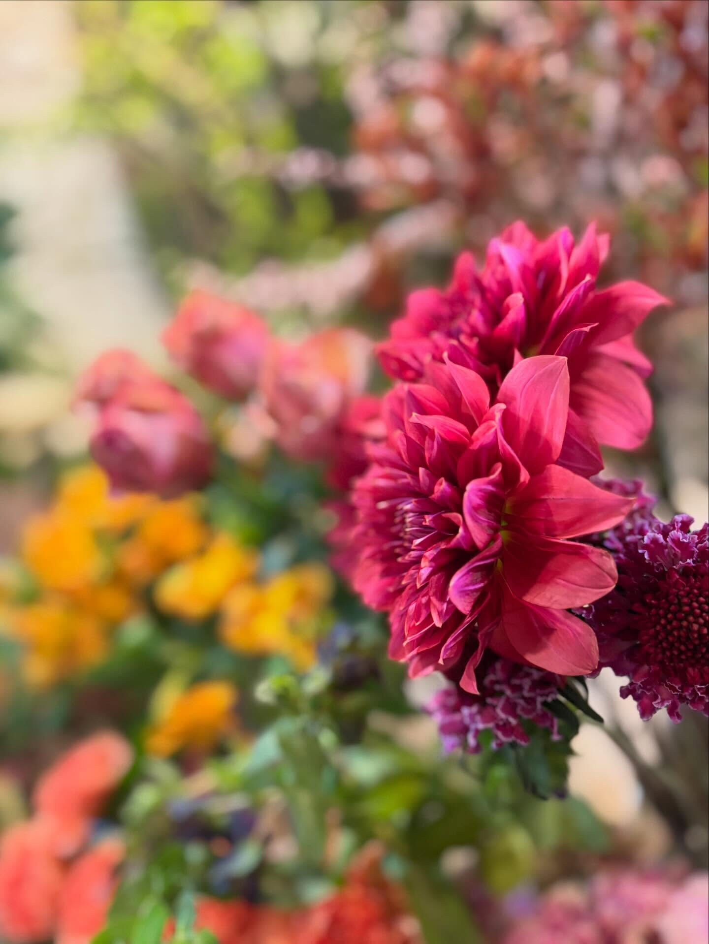 春のお花がゆっくりと季節の終わりに向かっていくこの頃、