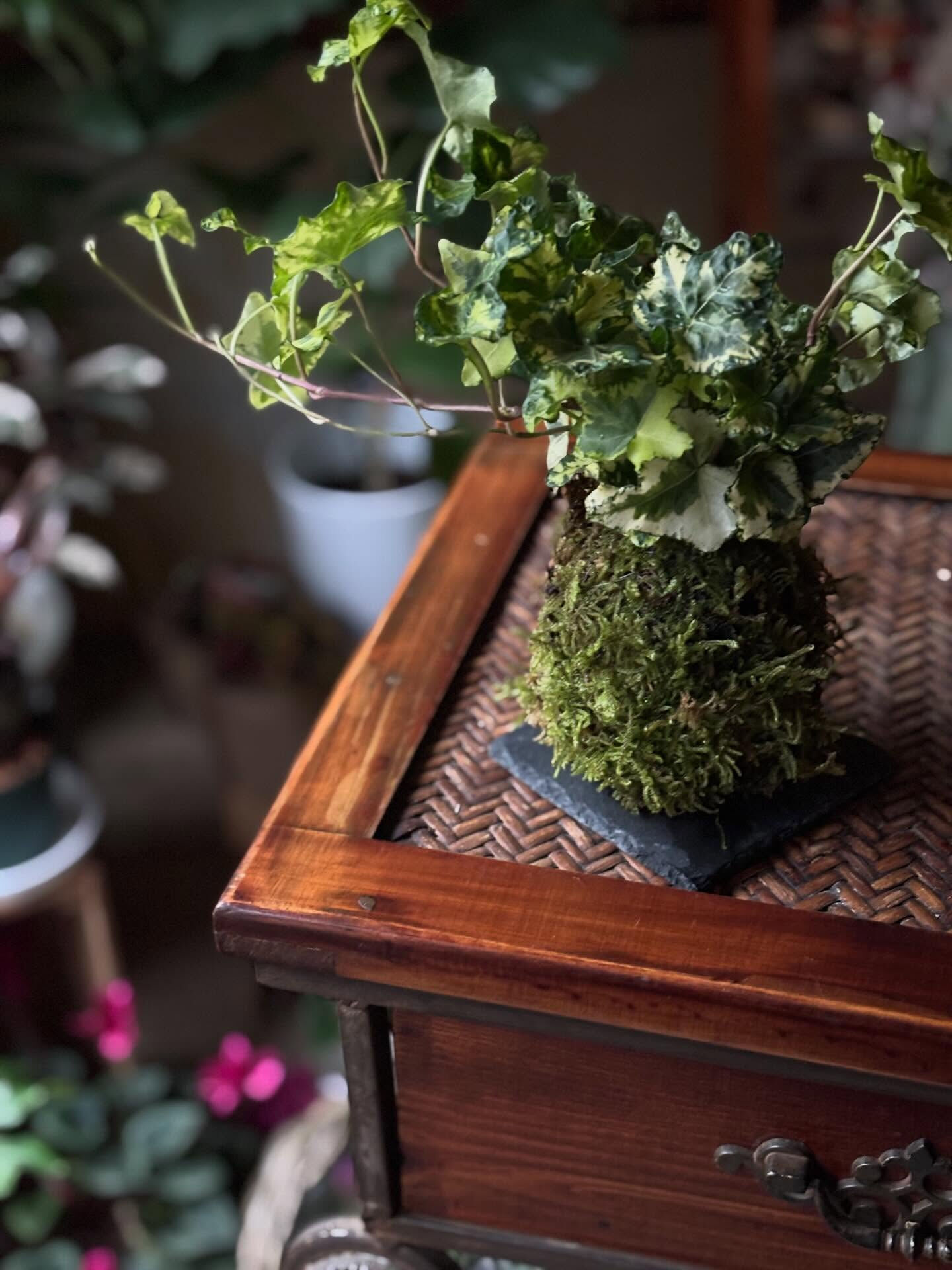 🌱 コケ玉ワークショップのお知らせ