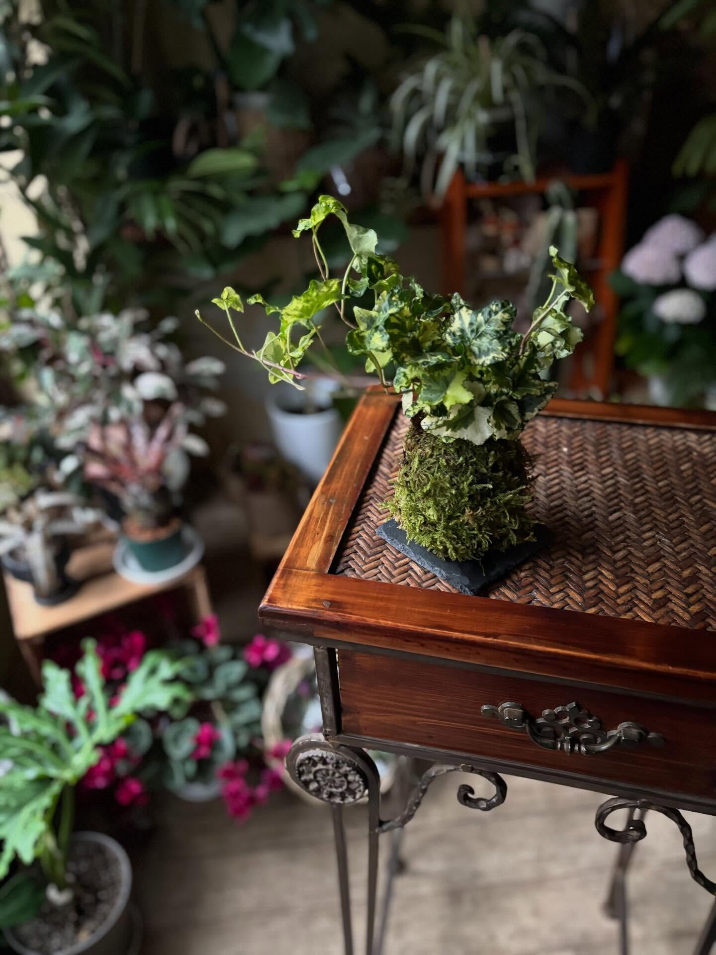 🌱 コケ玉ワークショップのお知らせ