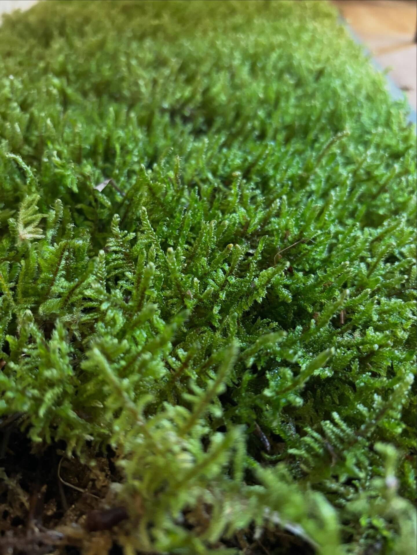 🌱 コケ玉ワークショップのお知らせ