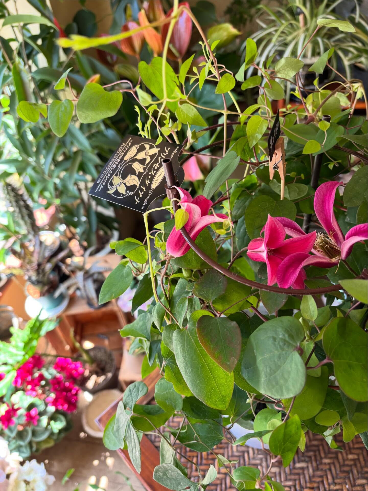 春の花がゆっくりと幕を閉じて、初夏の気配が少しずつ混ざり始め