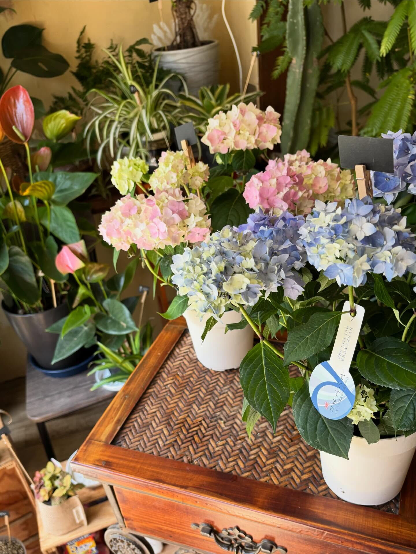 春の花がゆっくりと幕を閉じて、初夏の気配が少しずつ混ざり始め