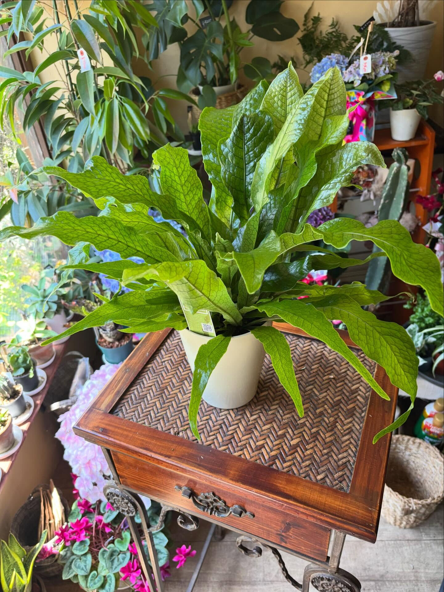 𓇢𓆸 入荷のお知らせ 𓆸𓇢