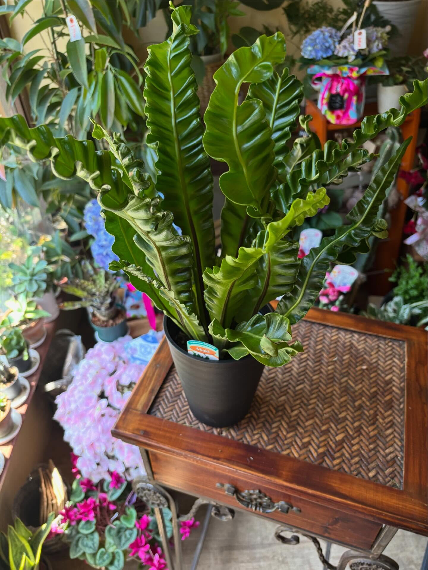 𓇢𓆸 入荷のお知らせ 𓆸𓇢