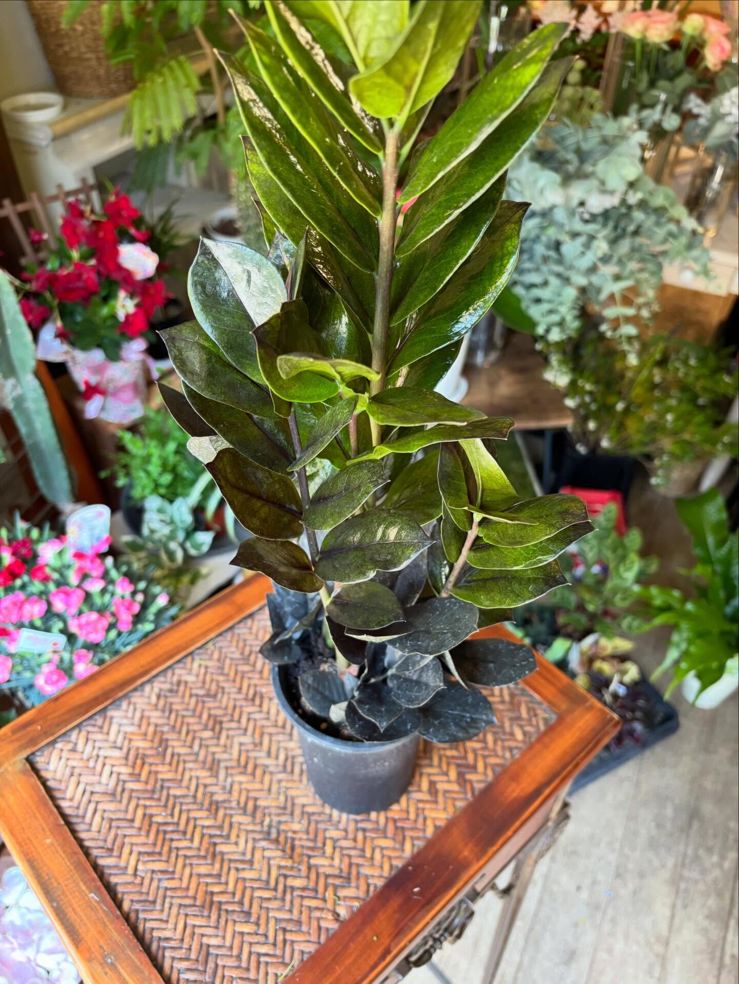 𓇢𓆸 入荷のお知らせ 𓆸𓇢