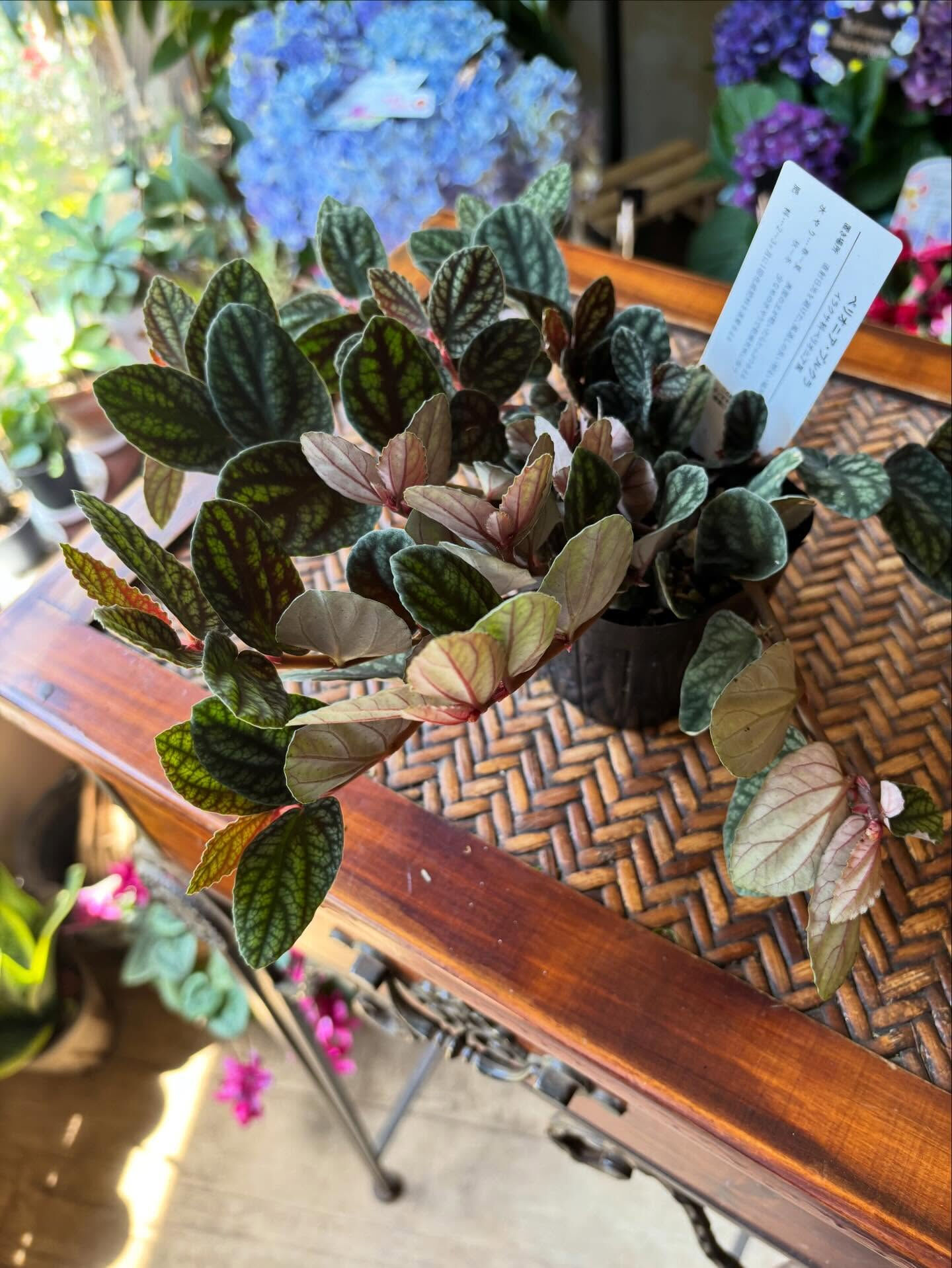 𓇢𓆸 入荷のお知らせ 𓆸𓇢