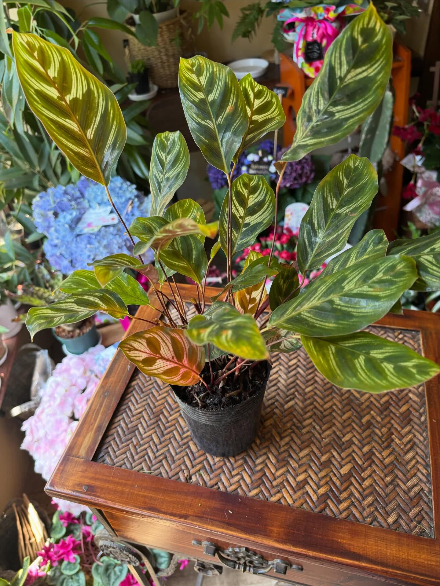 𓇢𓆸 入荷のお知らせ 𓆸𓇢