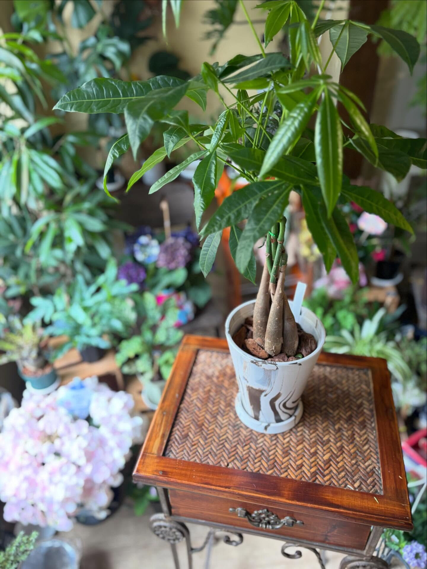 #今日の入荷