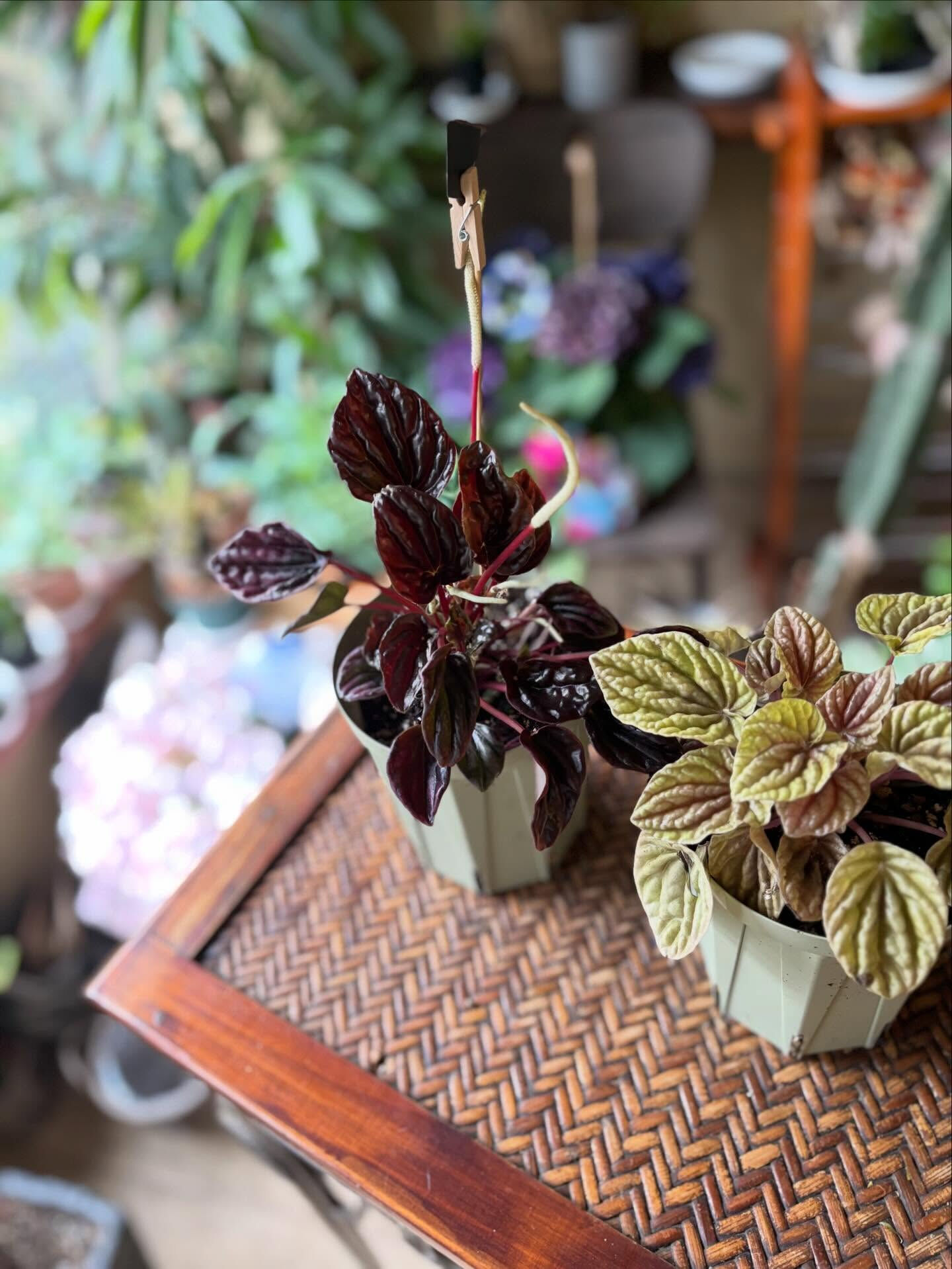#今日の入荷