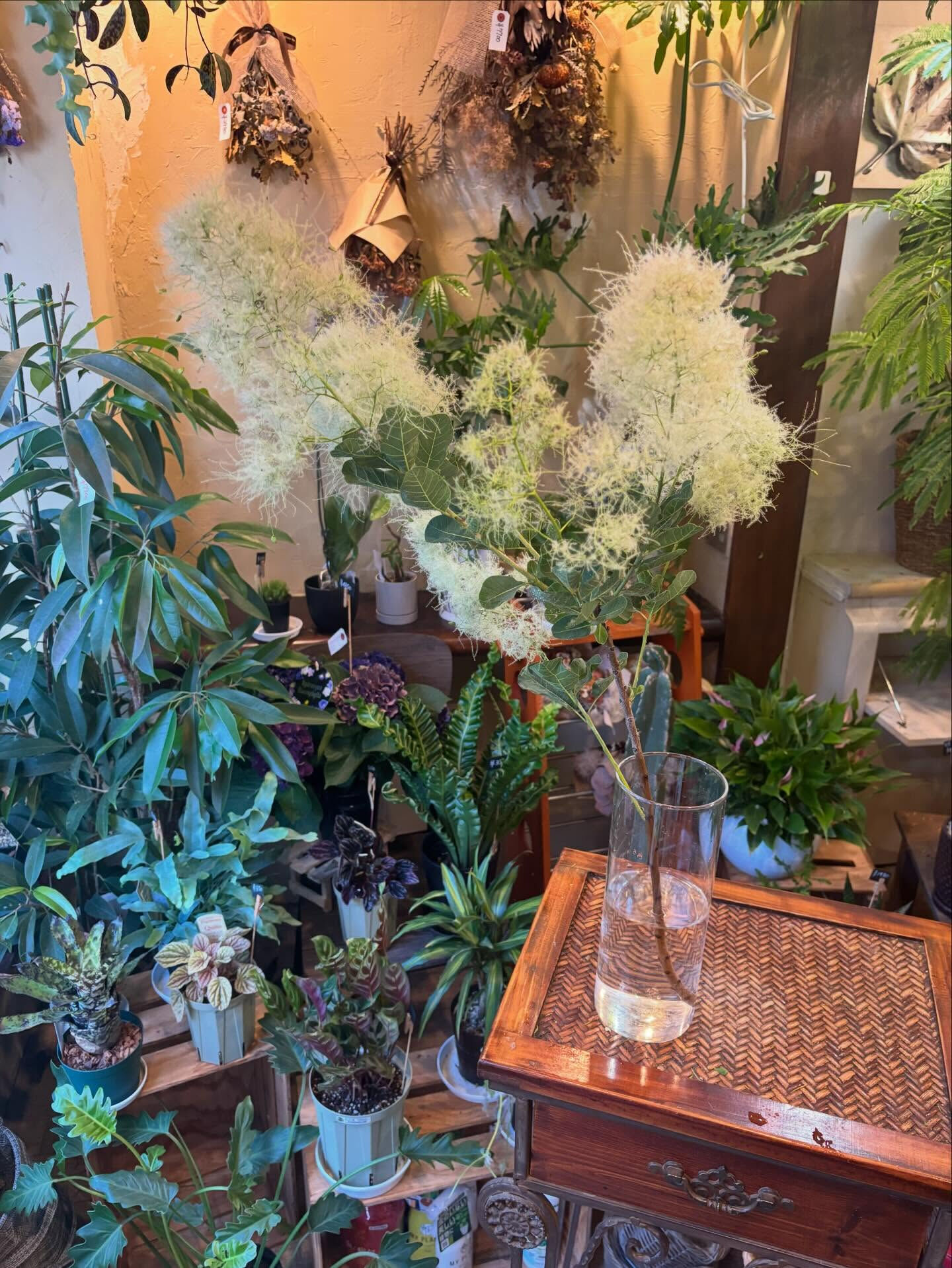 🌿 今週の入荷情報