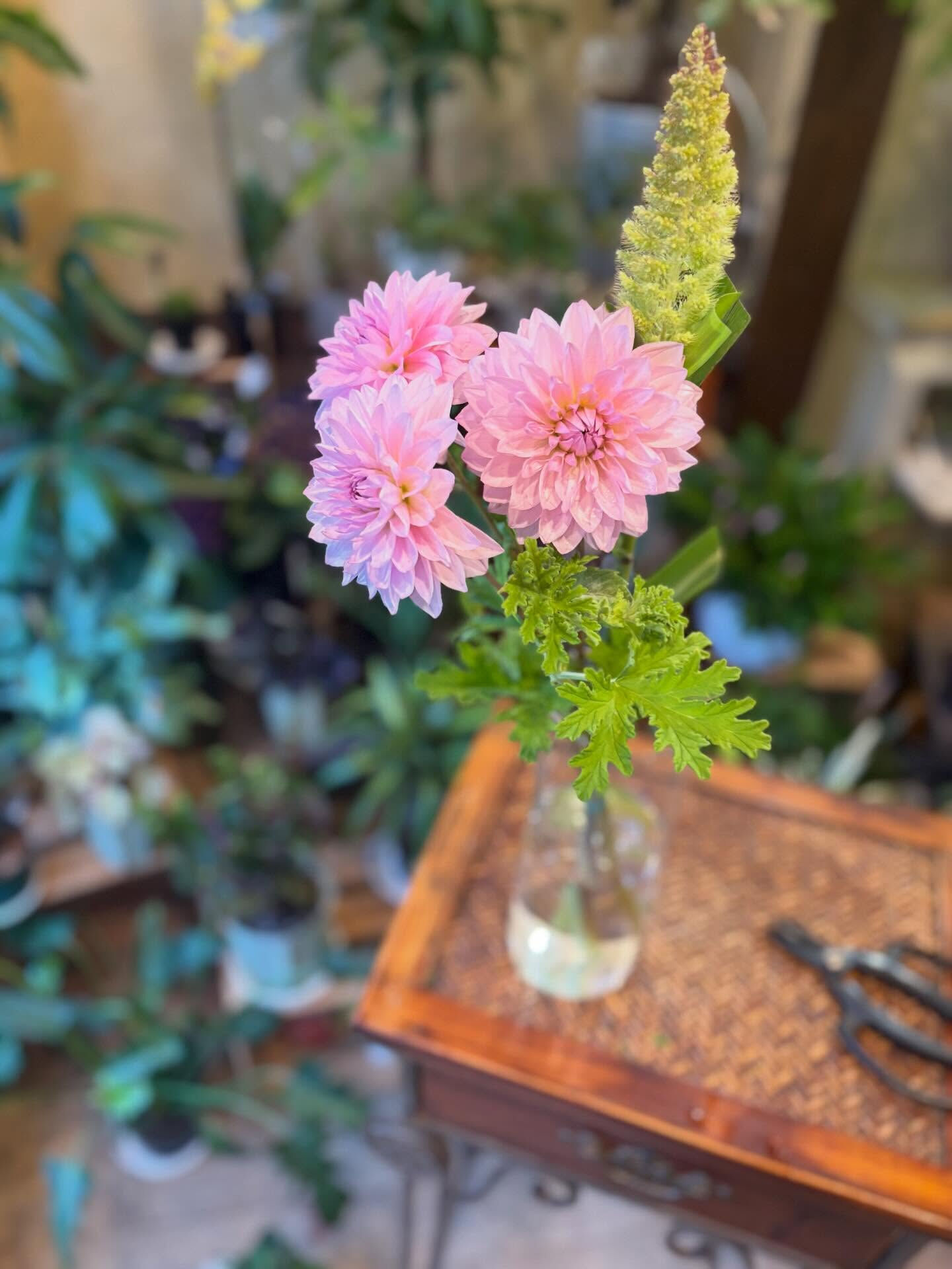 🌿 今週の入荷情報