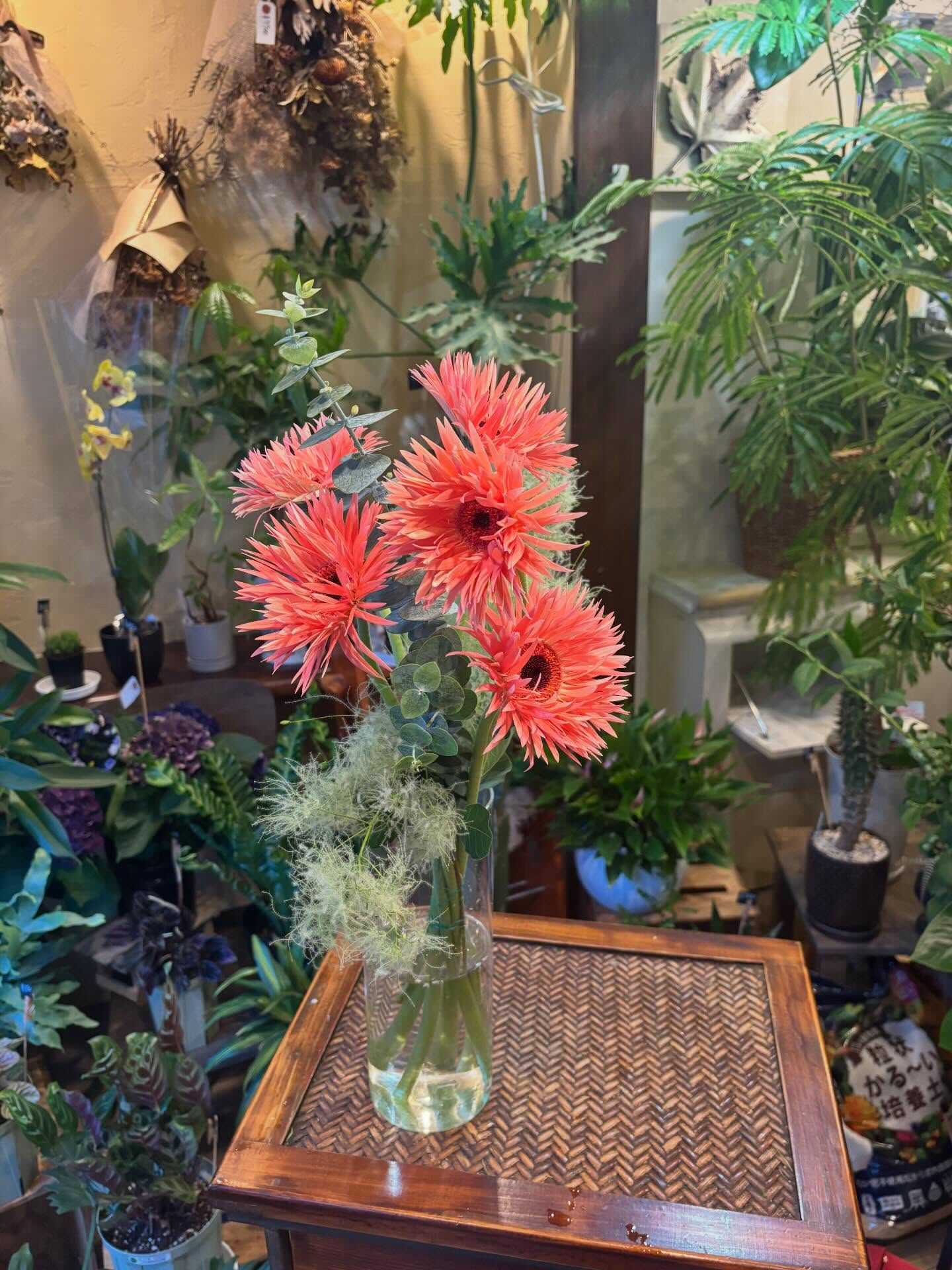 🌿 今週の入荷情報