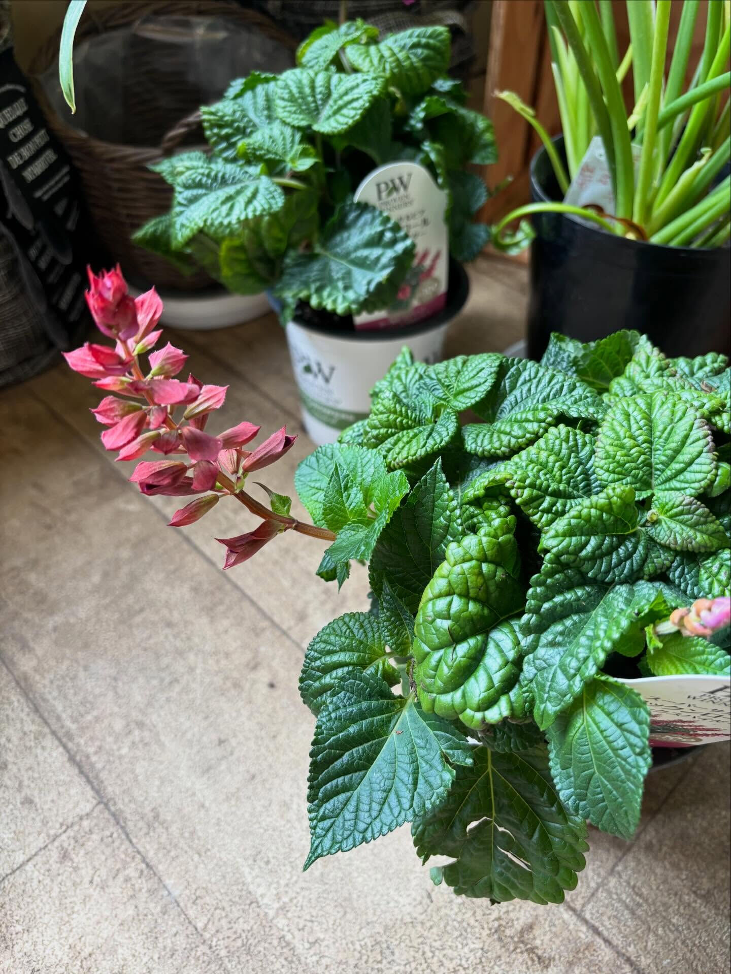 🌿 今週の入荷情報