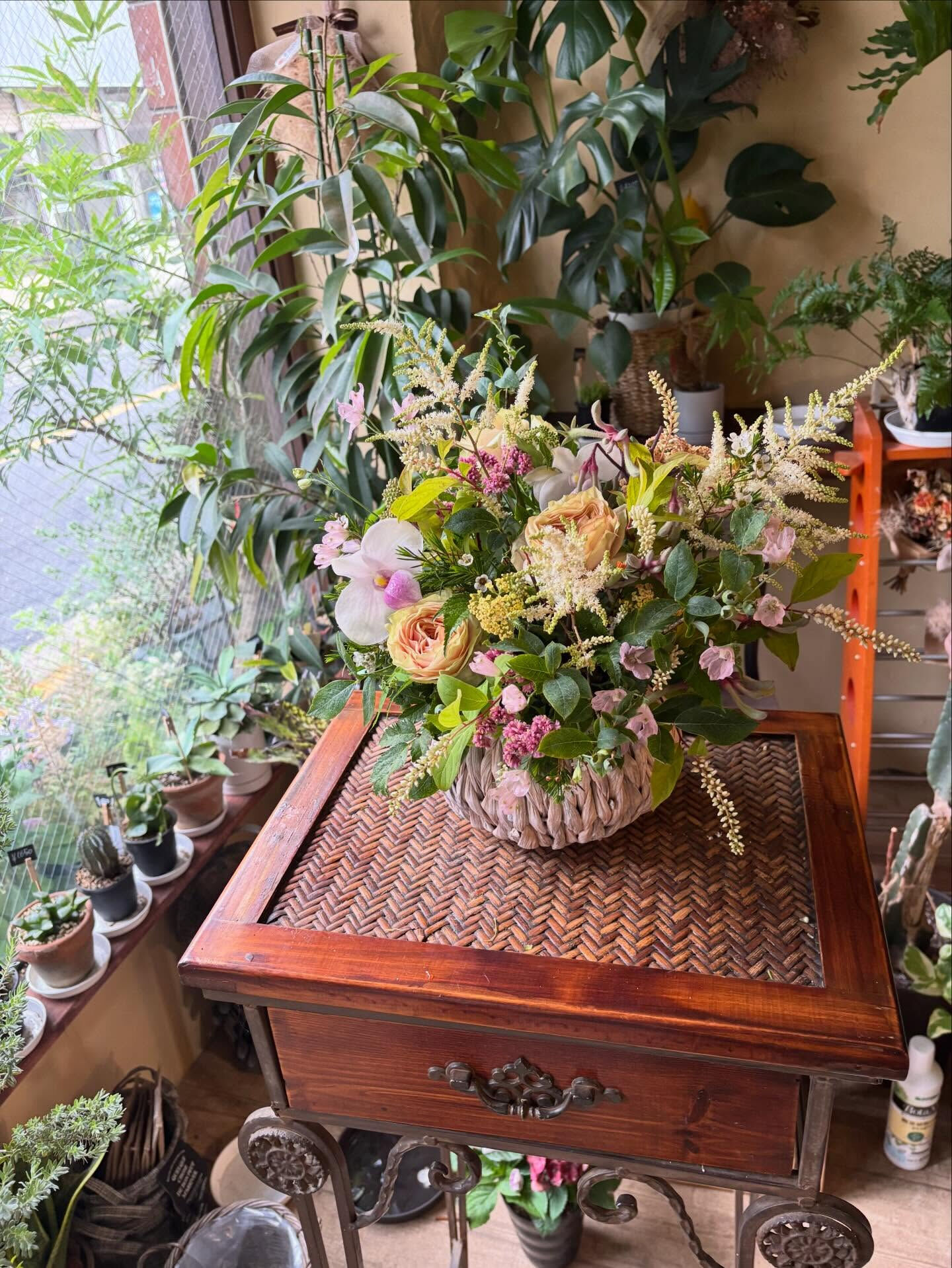 🌿 今週の入荷情報