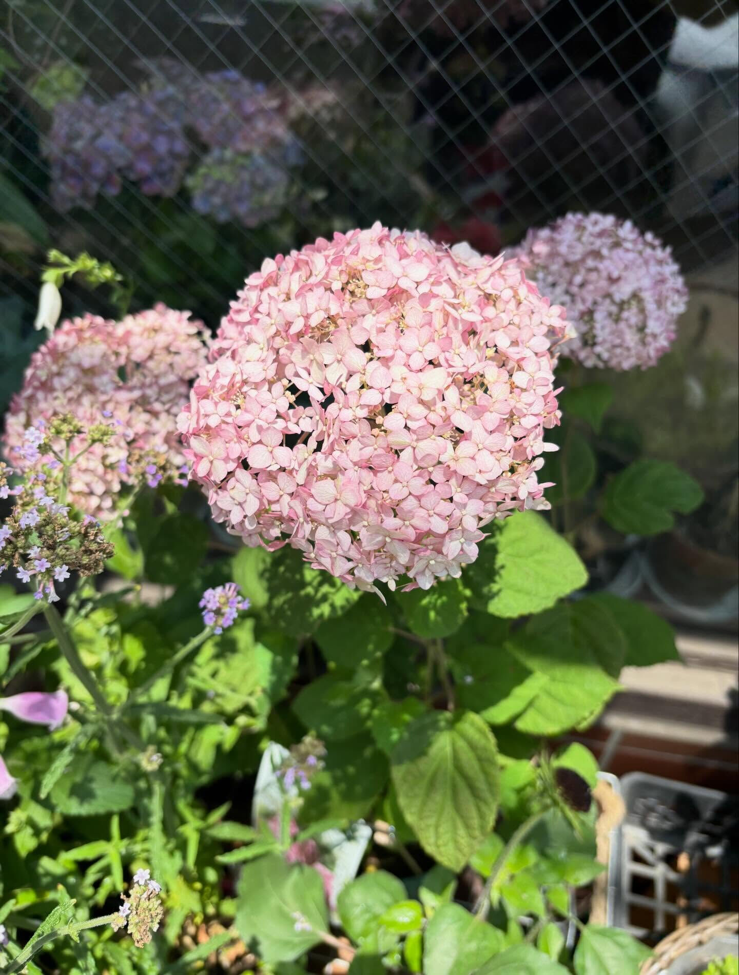 初夏のひまわりが店頭に並びはじめました
