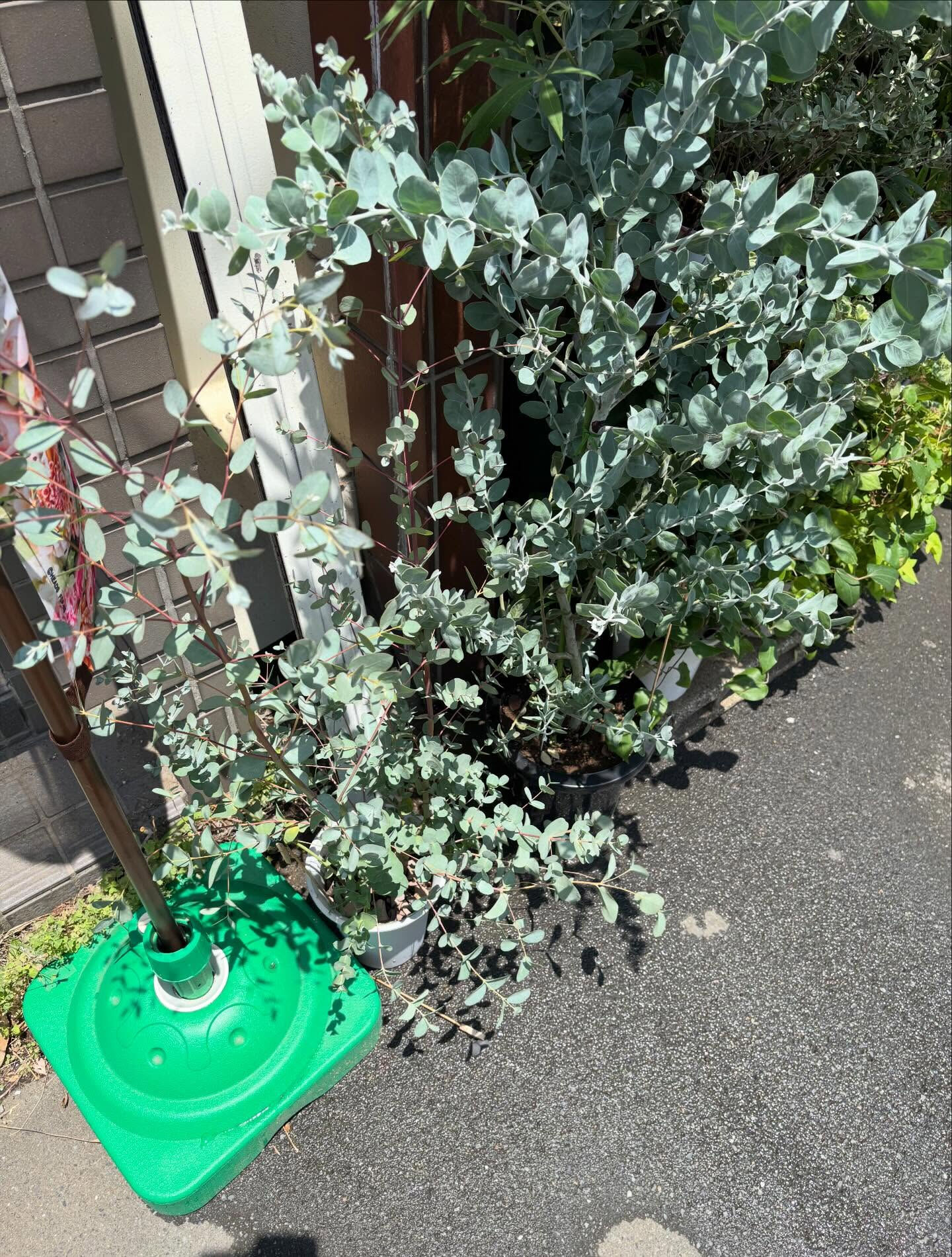 初夏のひまわりが店頭に並びはじめました