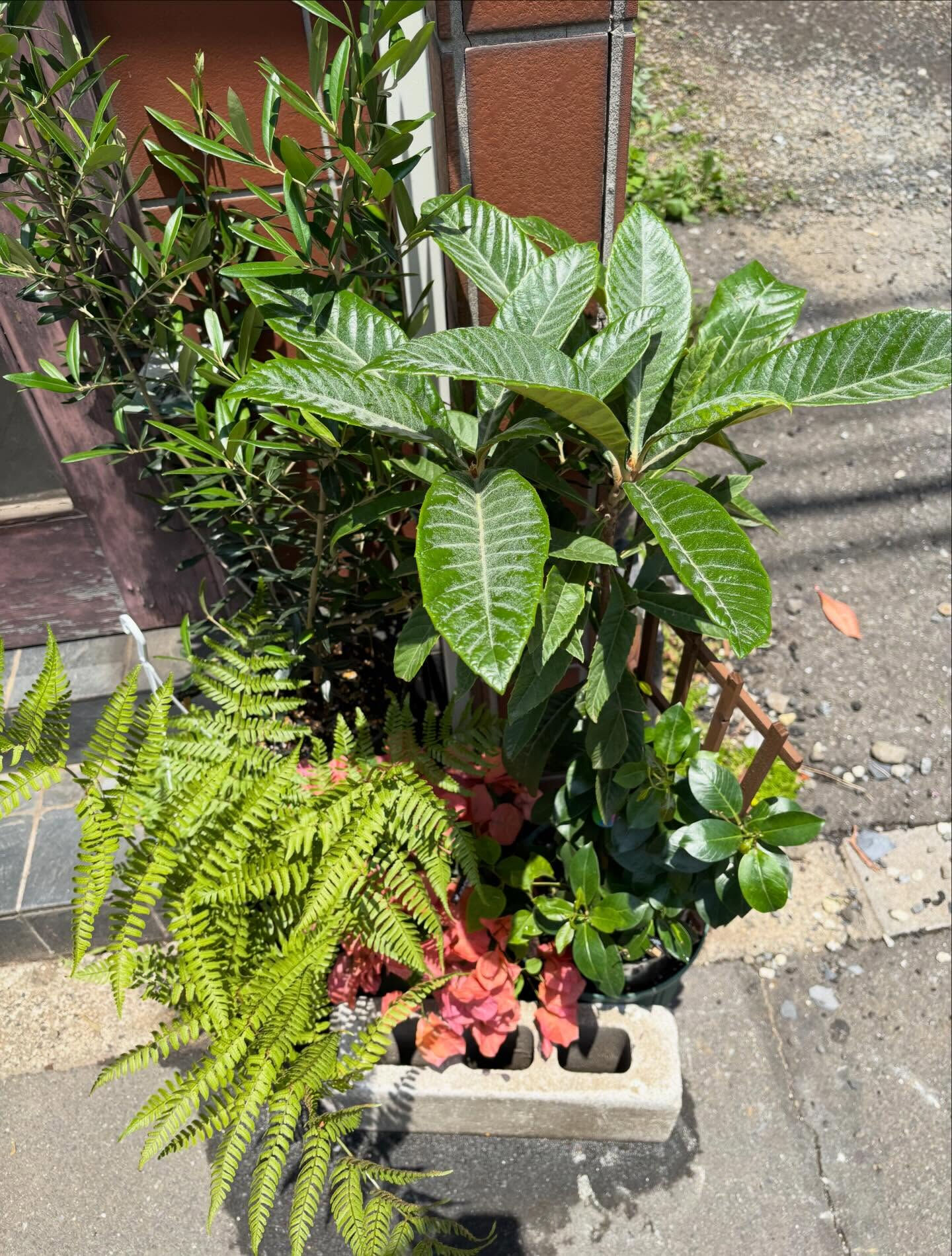 初夏のひまわりが店頭に並びはじめました