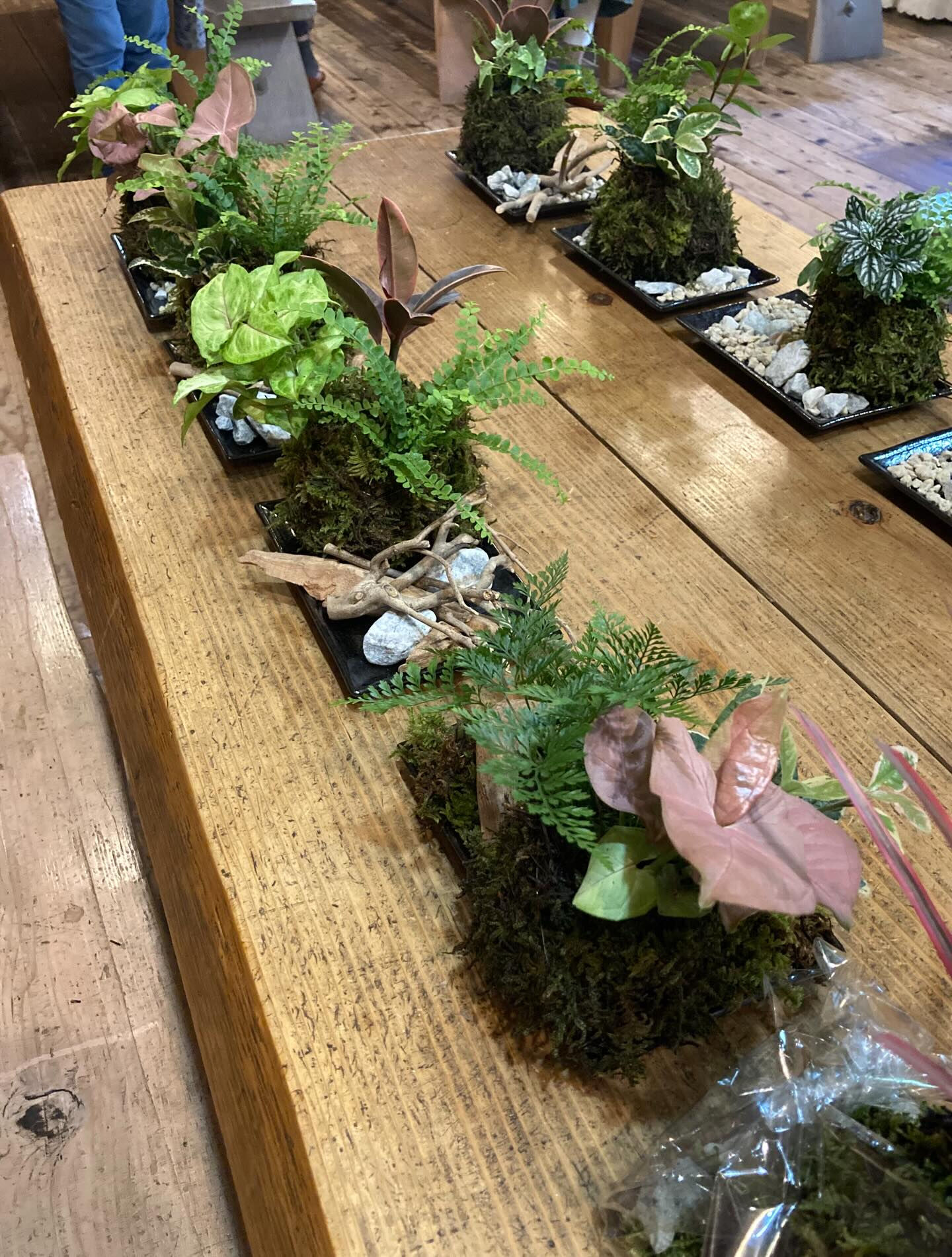 夏前に、苔と枝でつくる、涼の景色